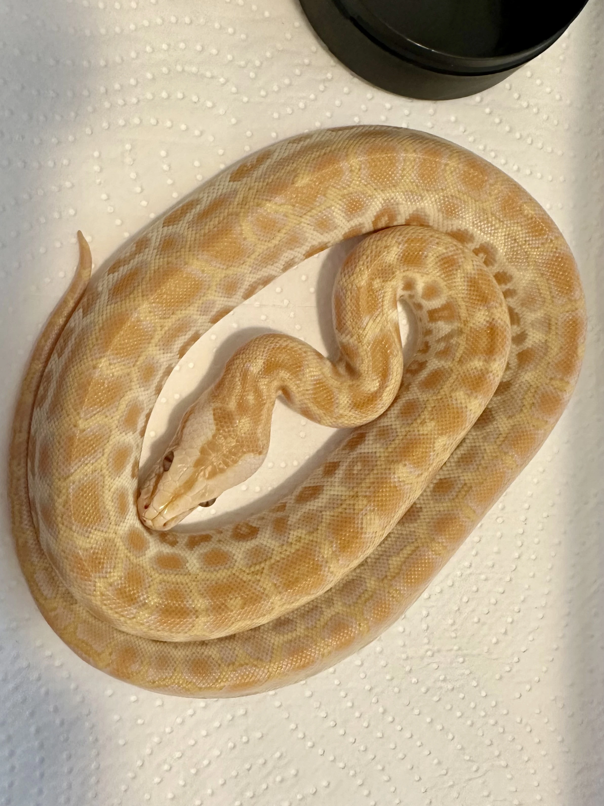 Burmese Python - Mláďata