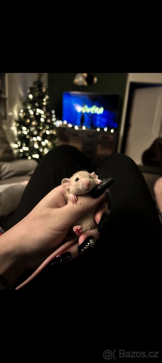 Potkan Dumbo