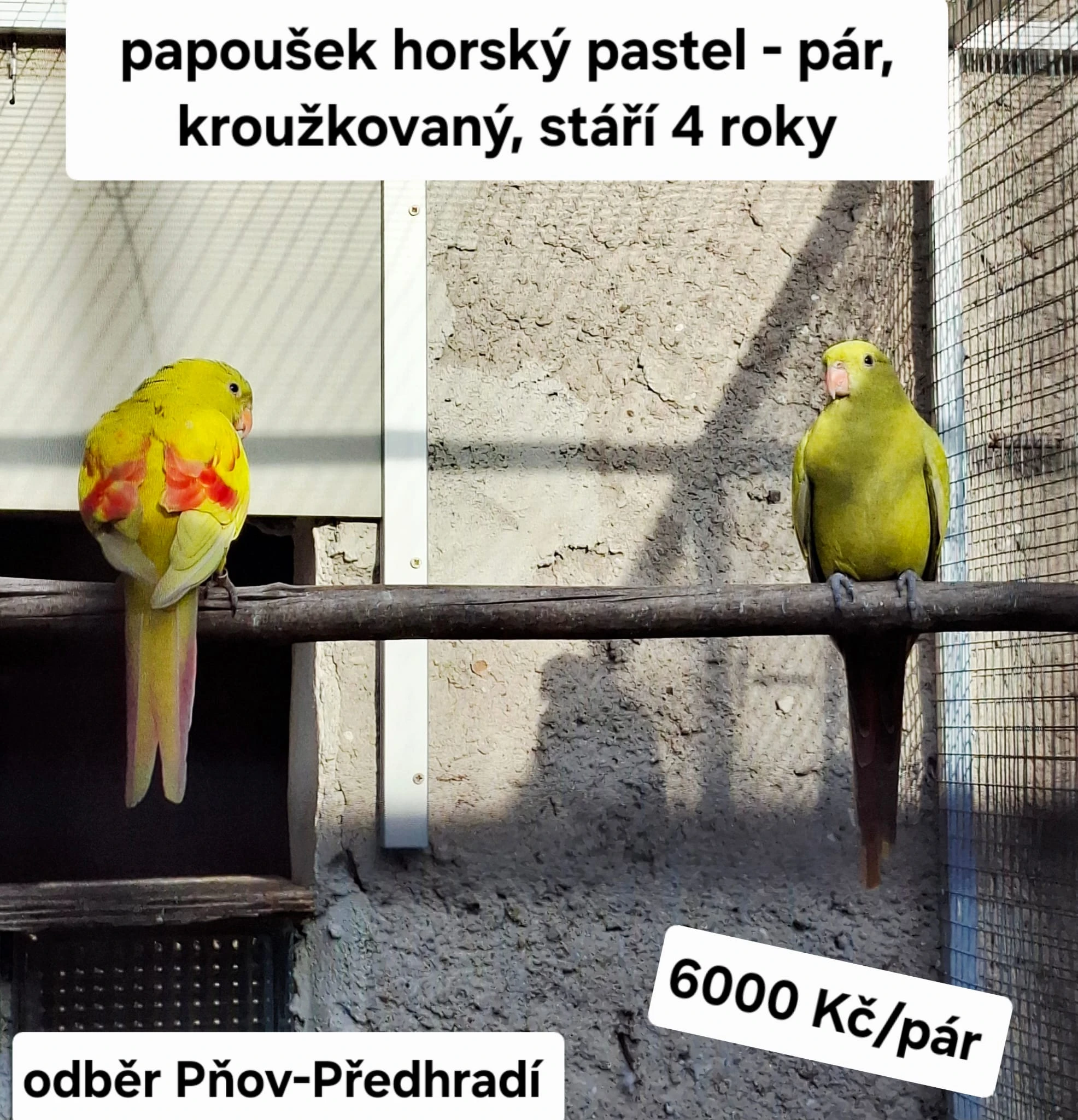 Papoušek horský pastel chovný pár