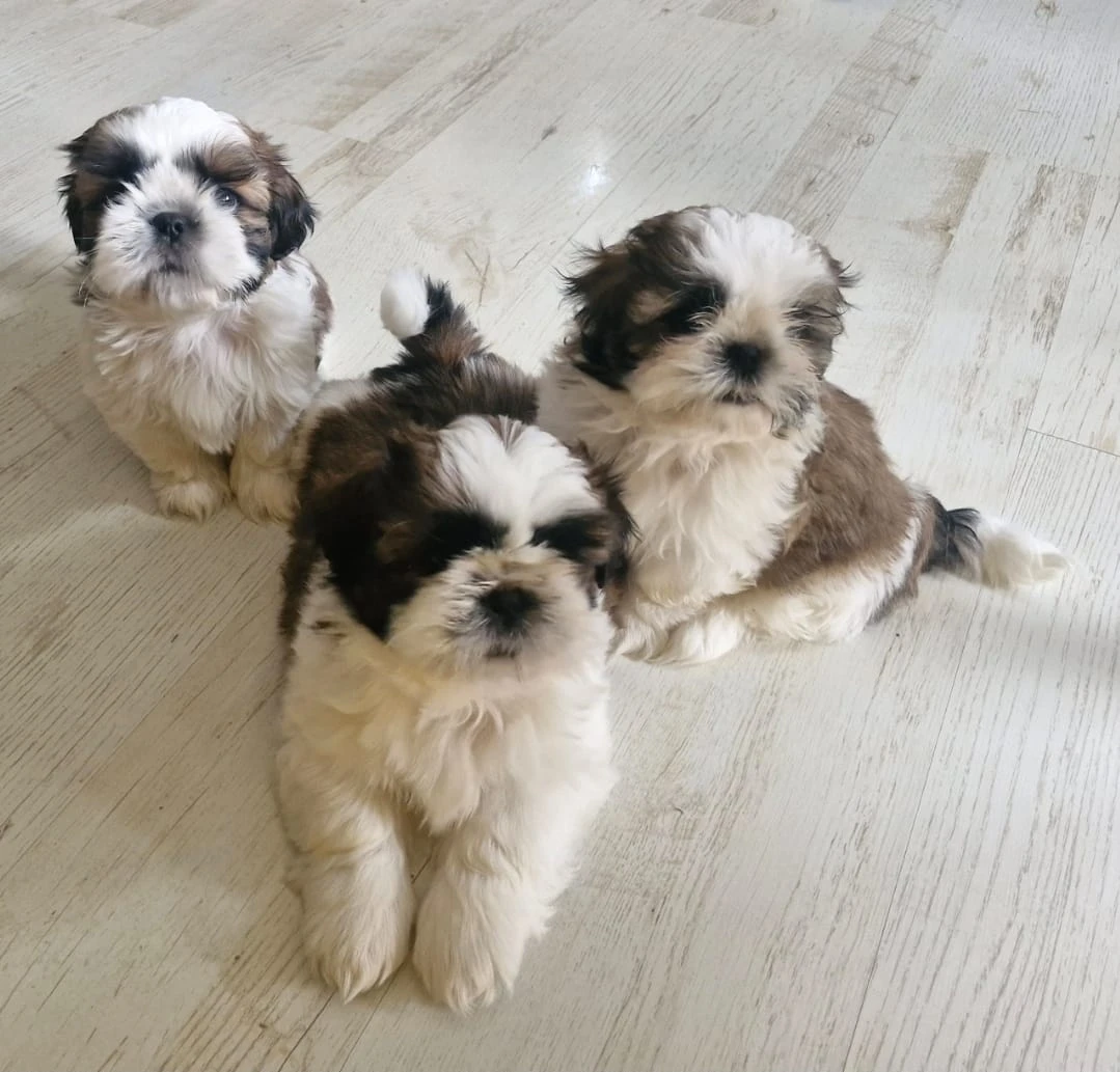 Štěňata Shih-tzu, 3 pejsci