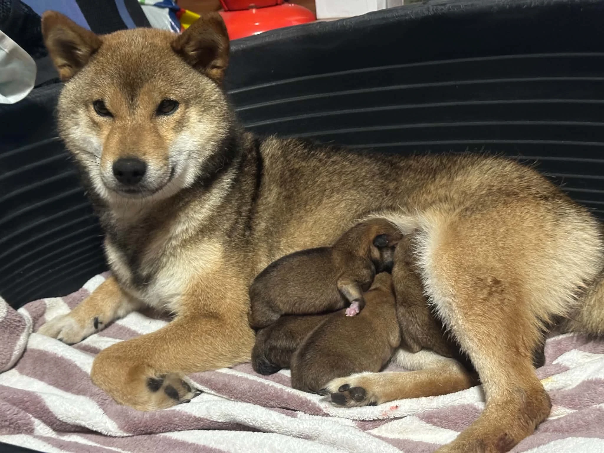 Shiba