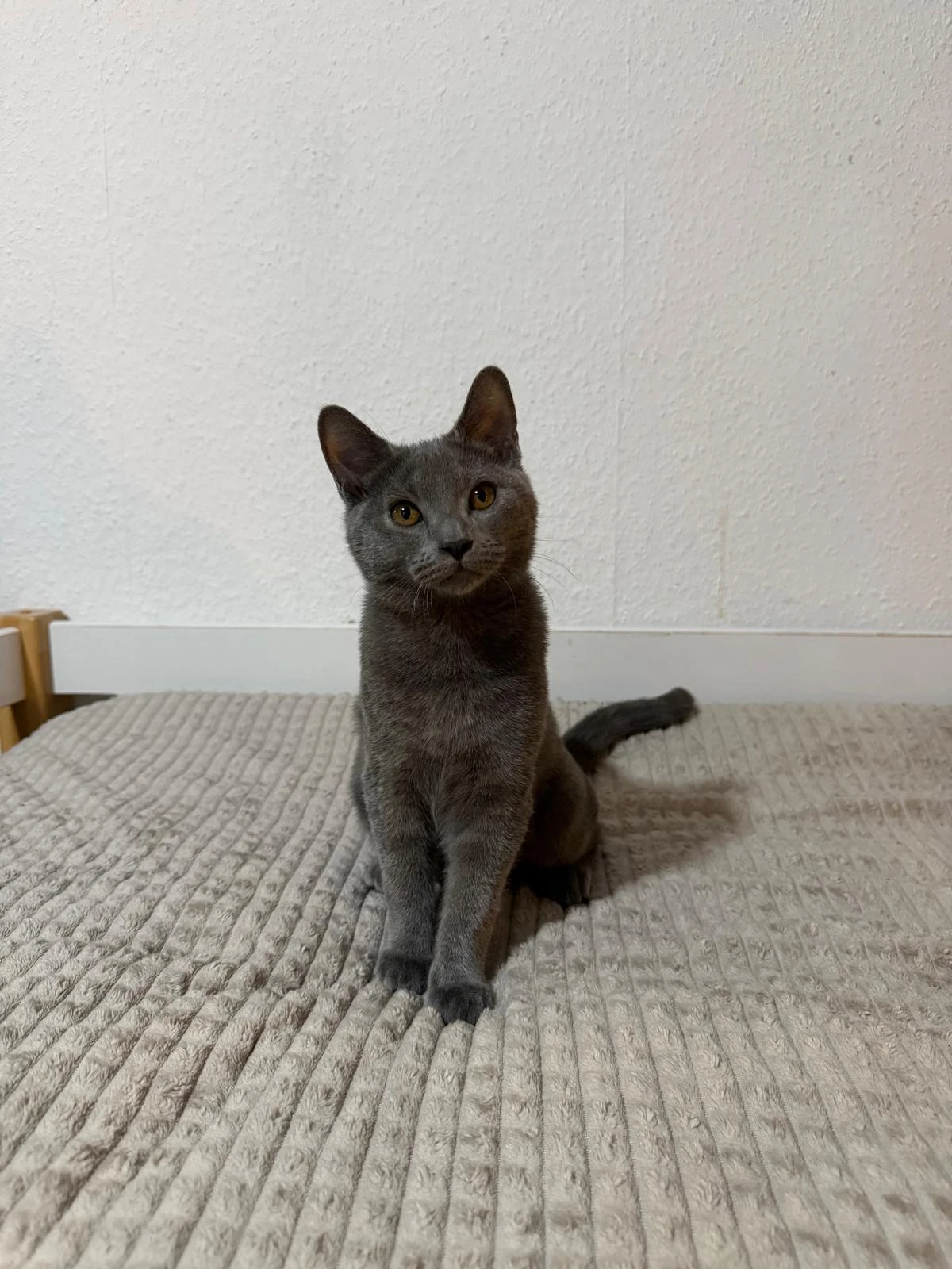 Kartouzská koťátka Chartreux s PP ihned k odběru.