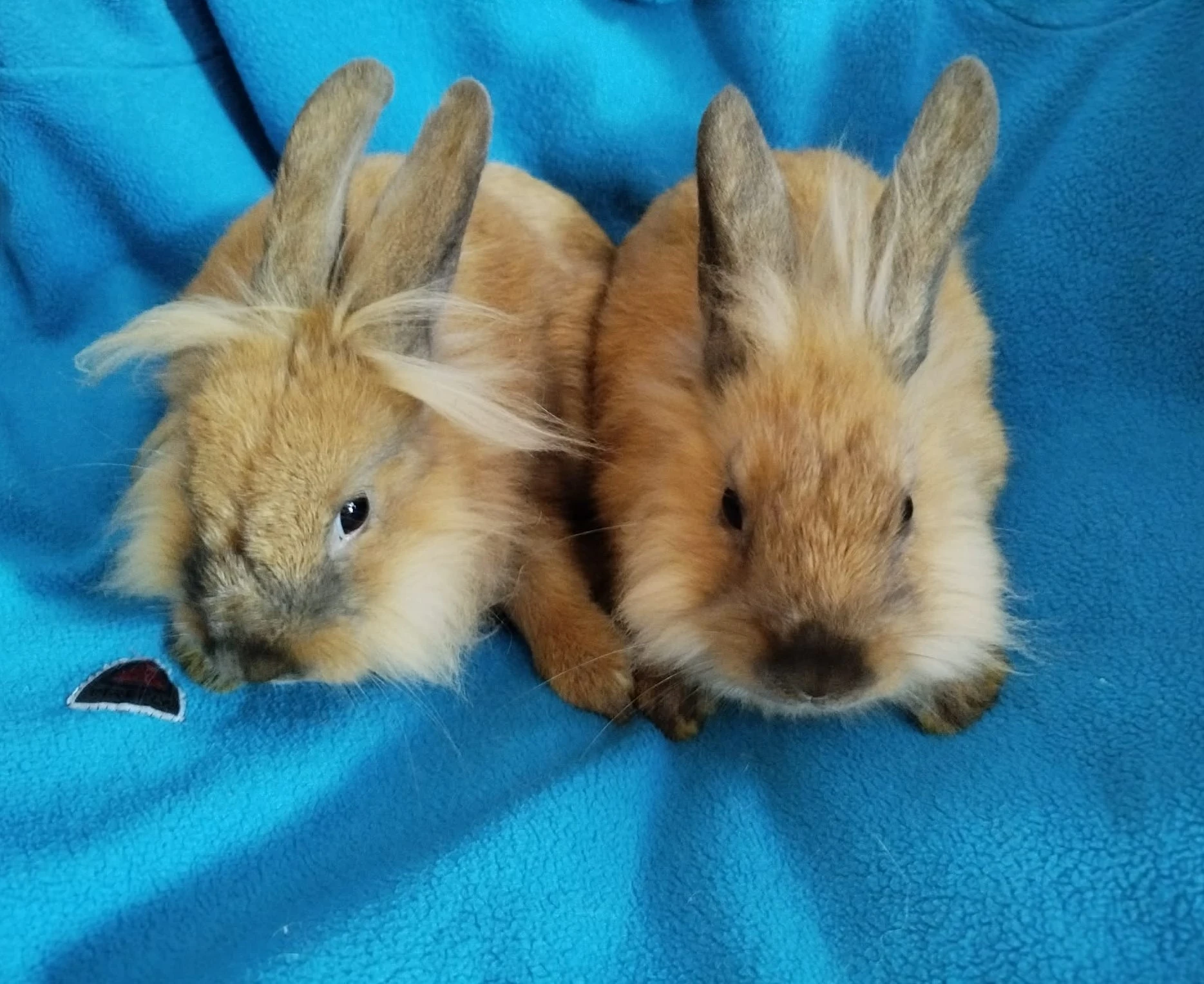 Nabízím zakrslé králíčky- lvíčky s teddy genem