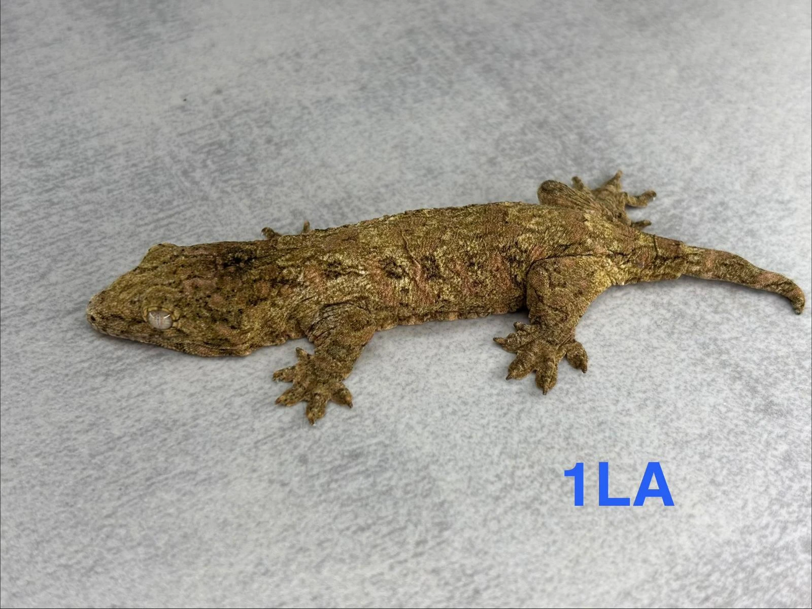 Mláďata R. Leachianus Nuu Ami- Purple line