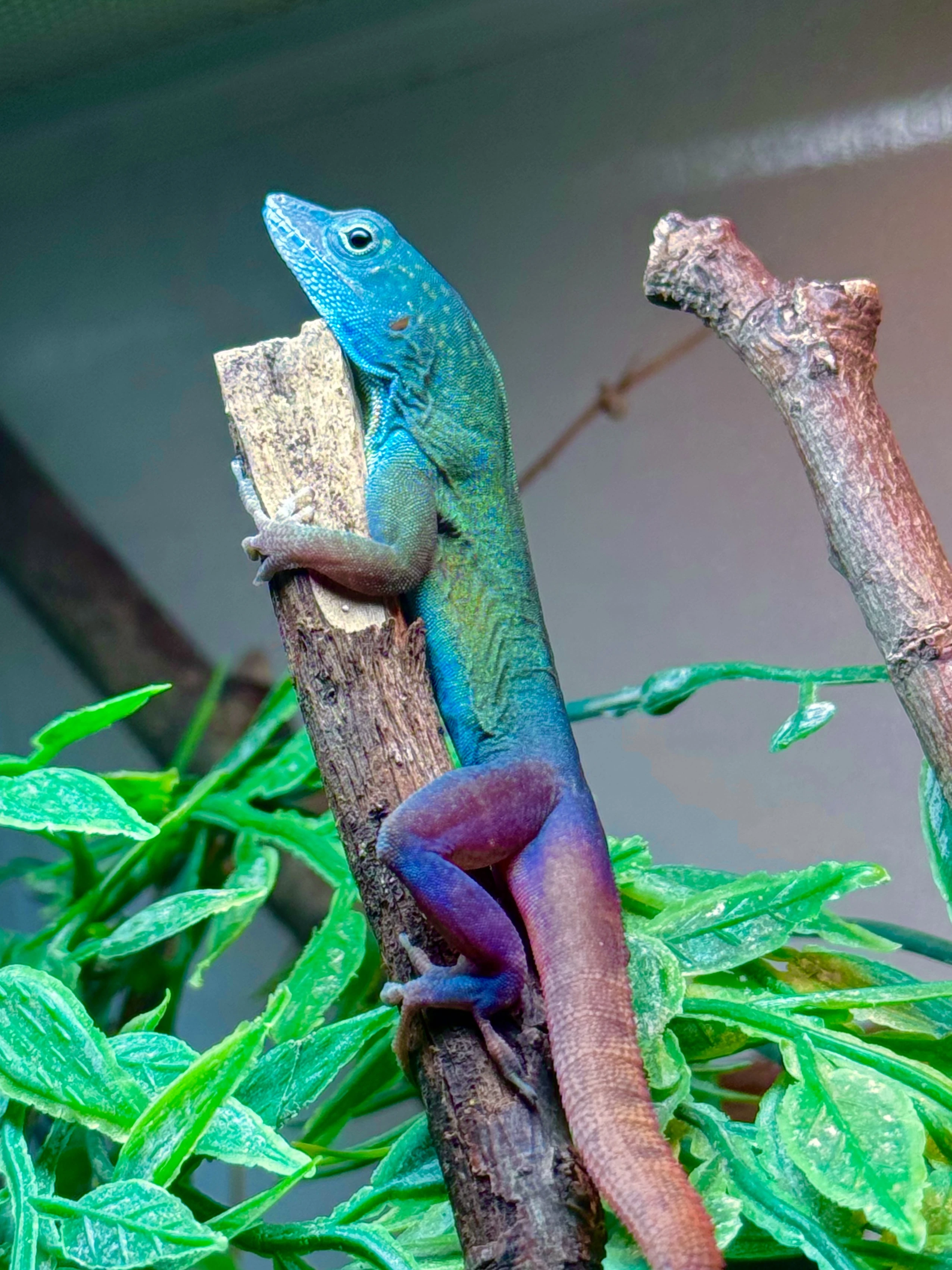 1.1 Anolis Grahami Adult