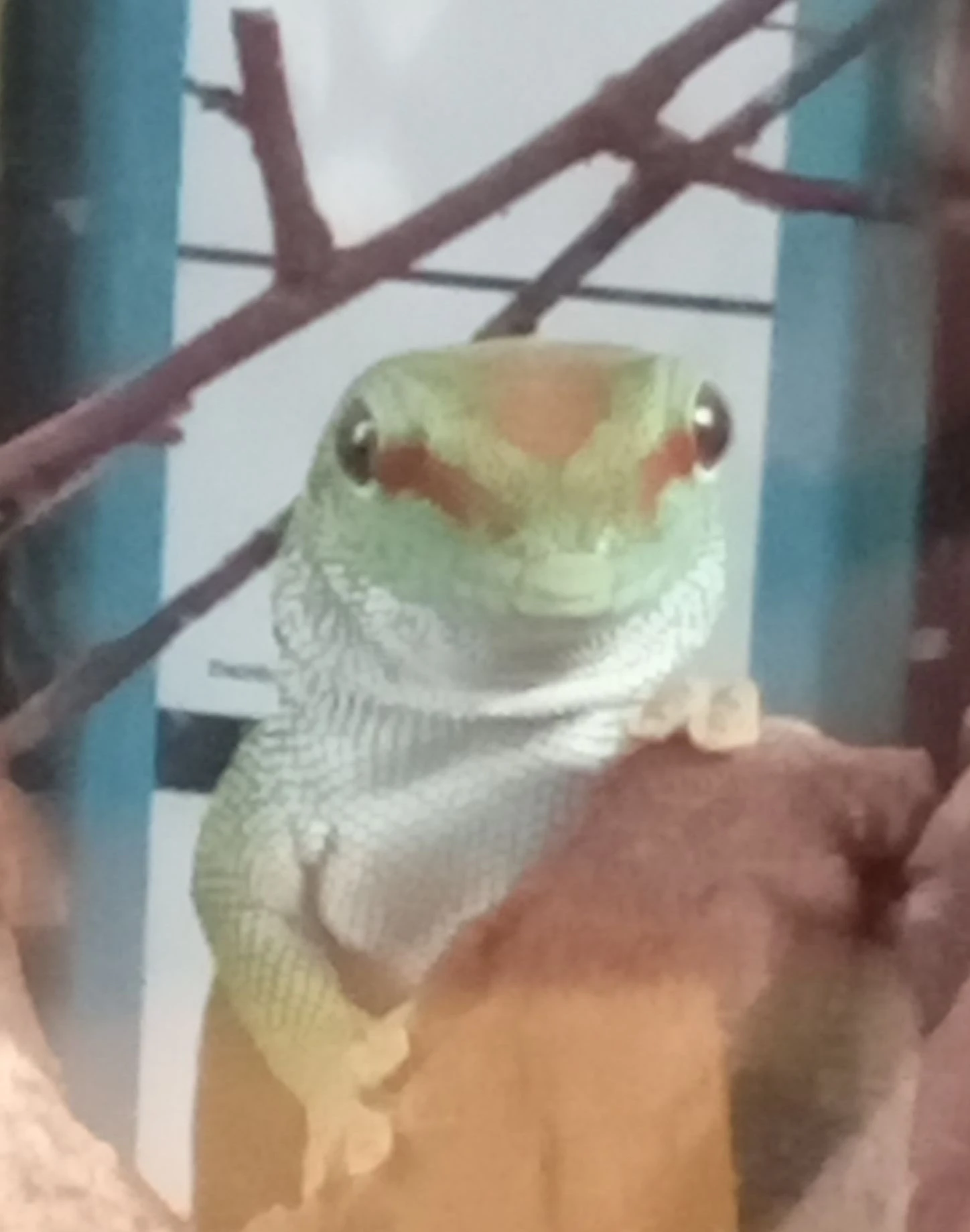 Phelsuma grandis 0,1CB 2025 high red
