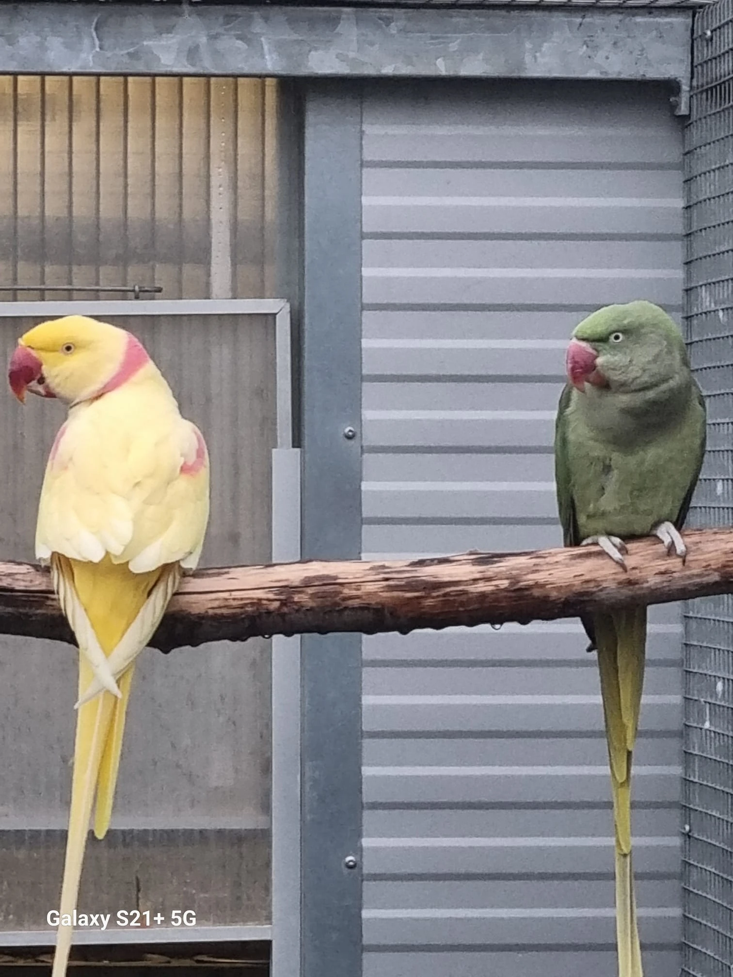 Alexandr velký mutace