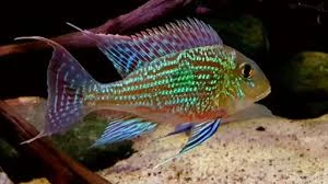 Geophagus sveni rio parana
