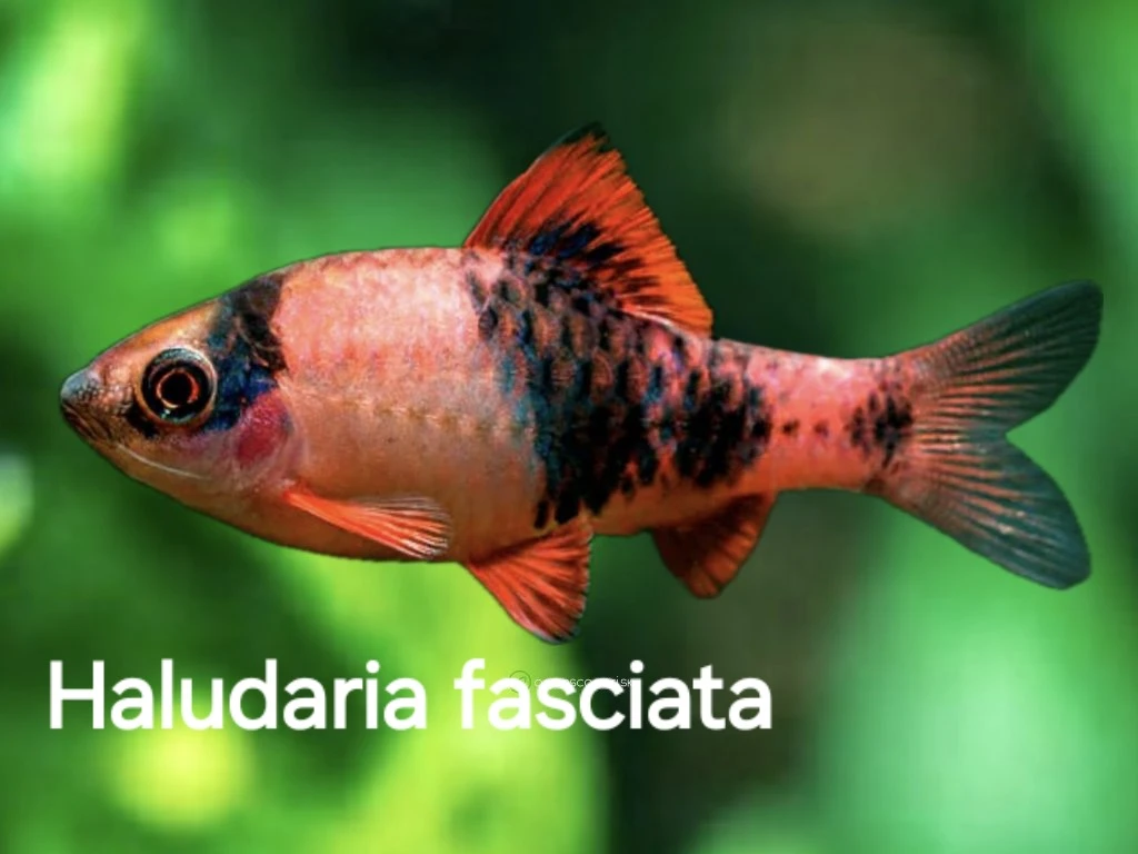 Panda barb  - Haludaria fasciata pradhani