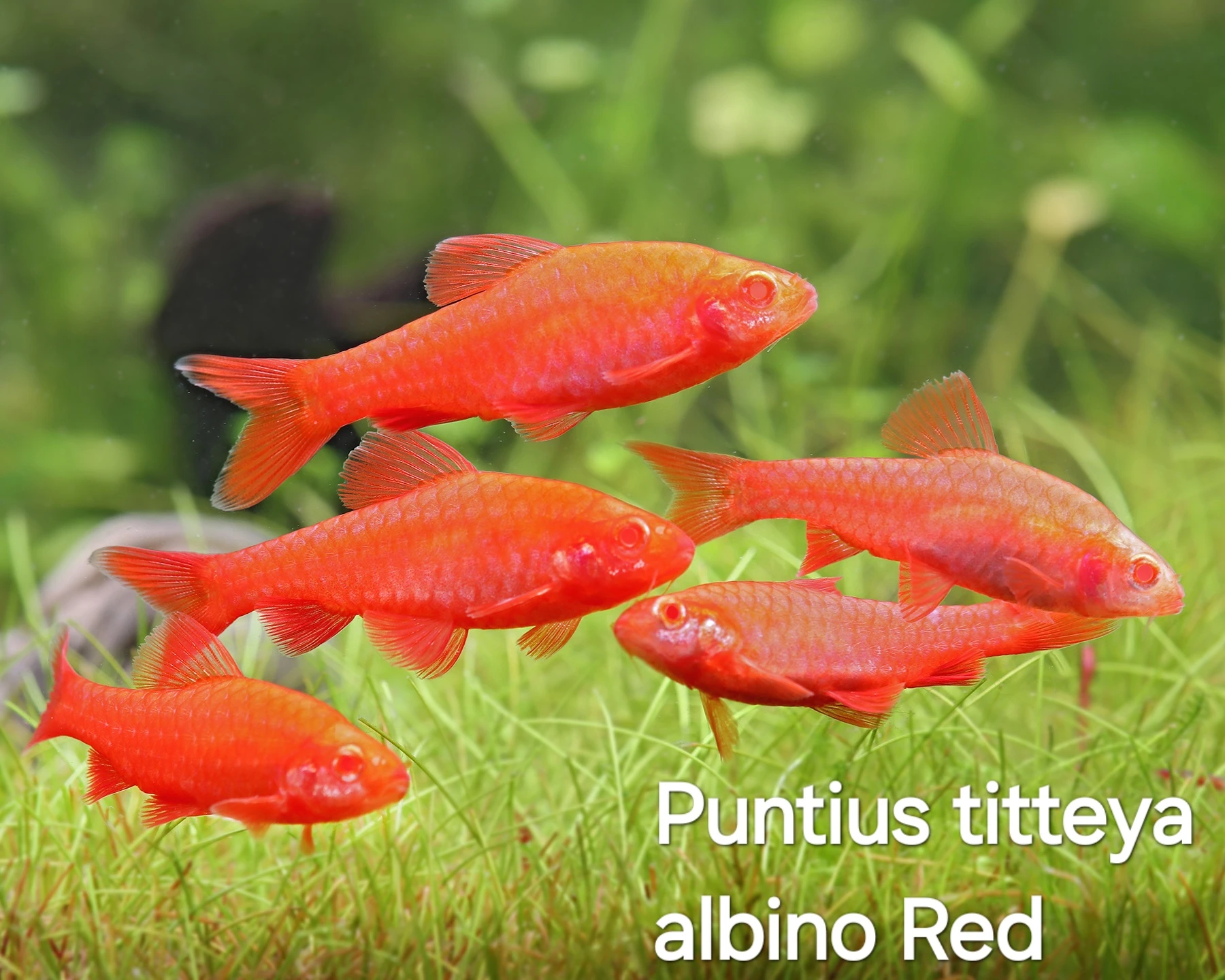 Parmičky- Puntius titteya albino red