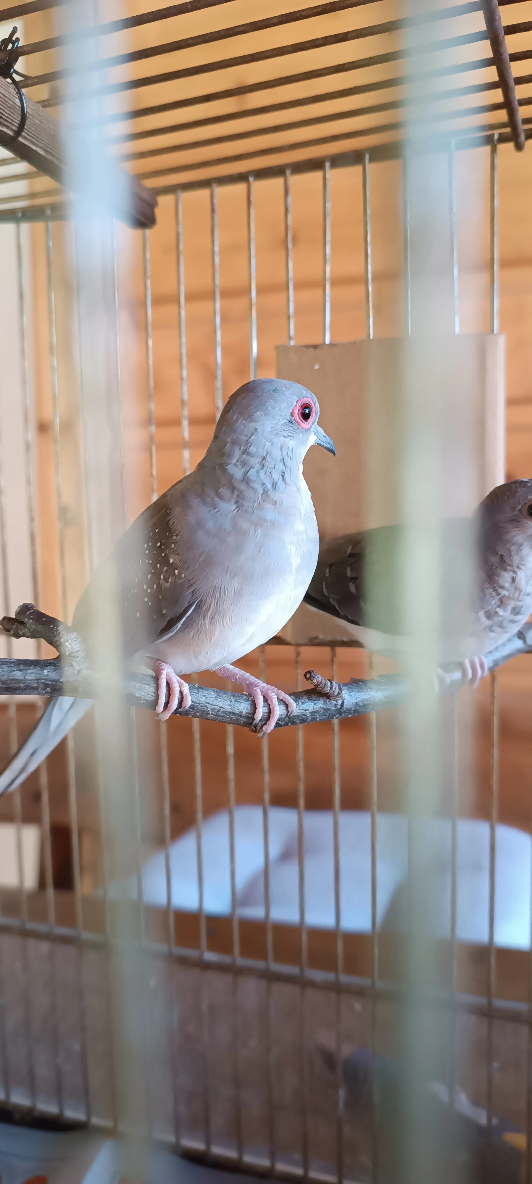 Holoubek diamantový