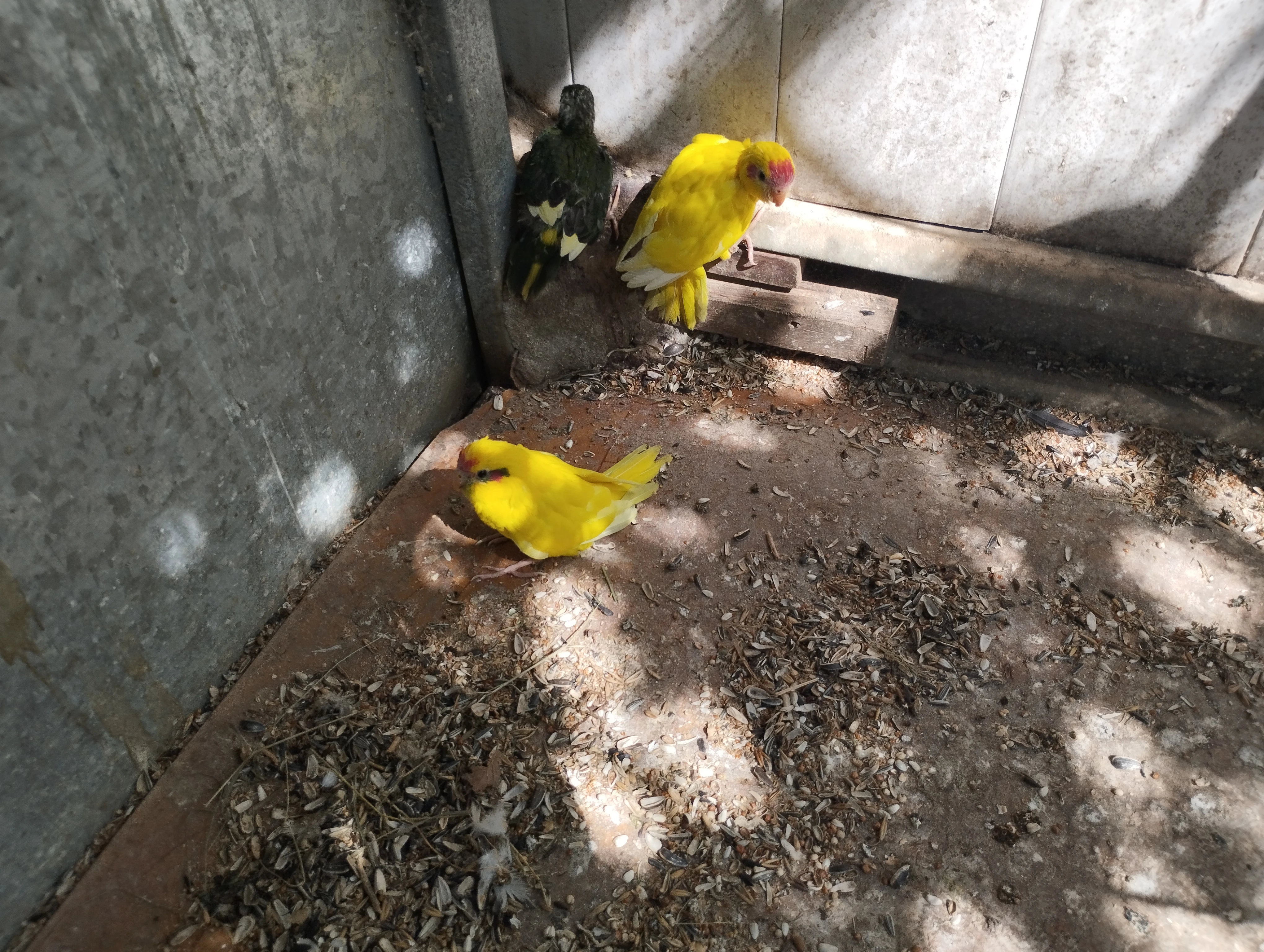 Prodám letošní Kakariky