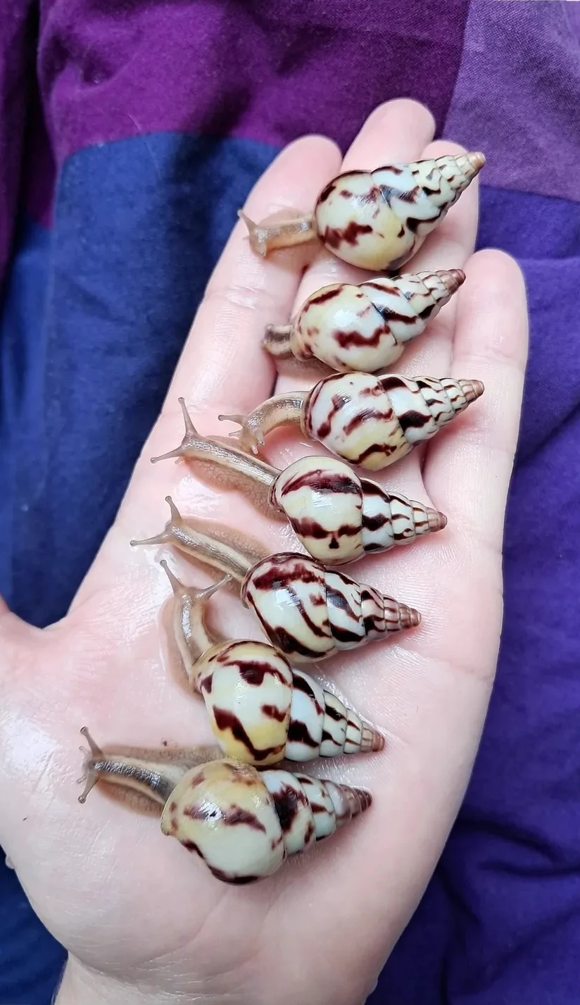 Limicolaria agathina Nigeria