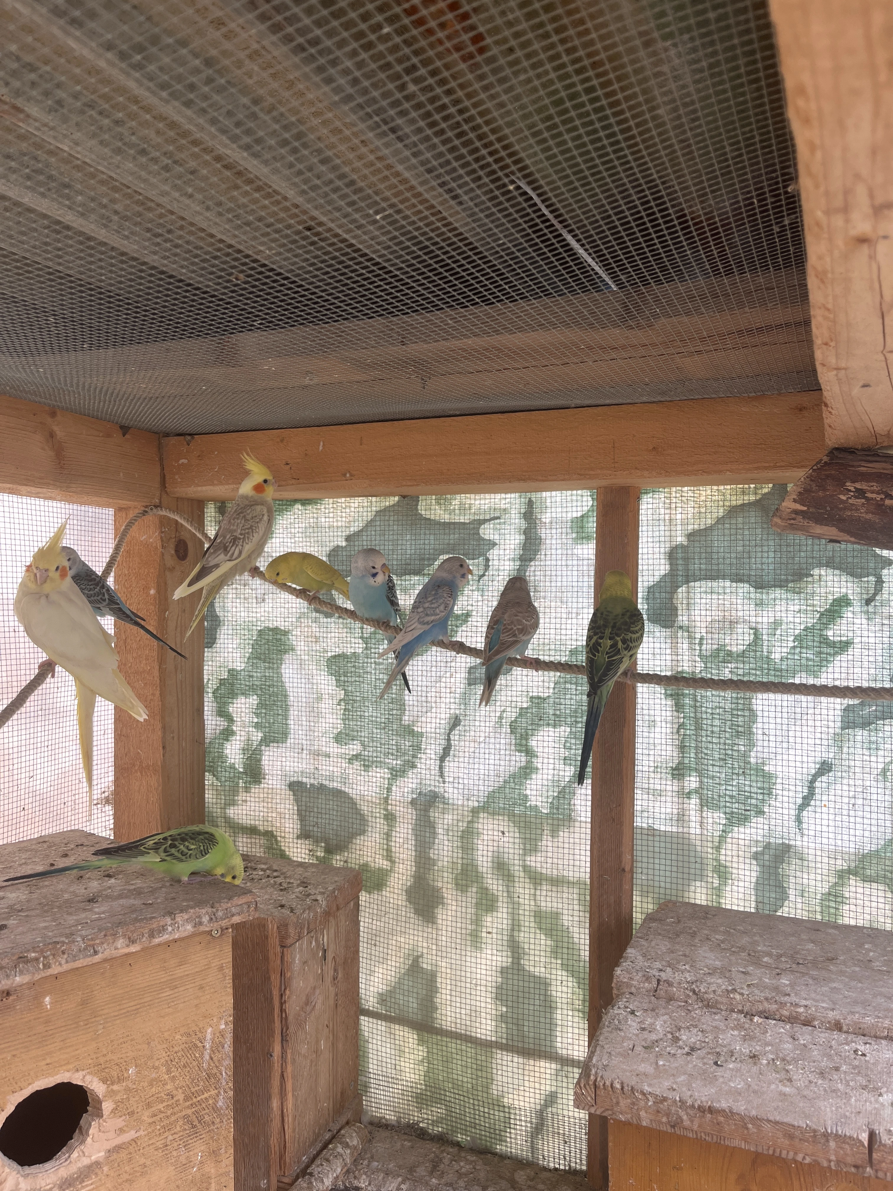 Prodám mladé Andulky