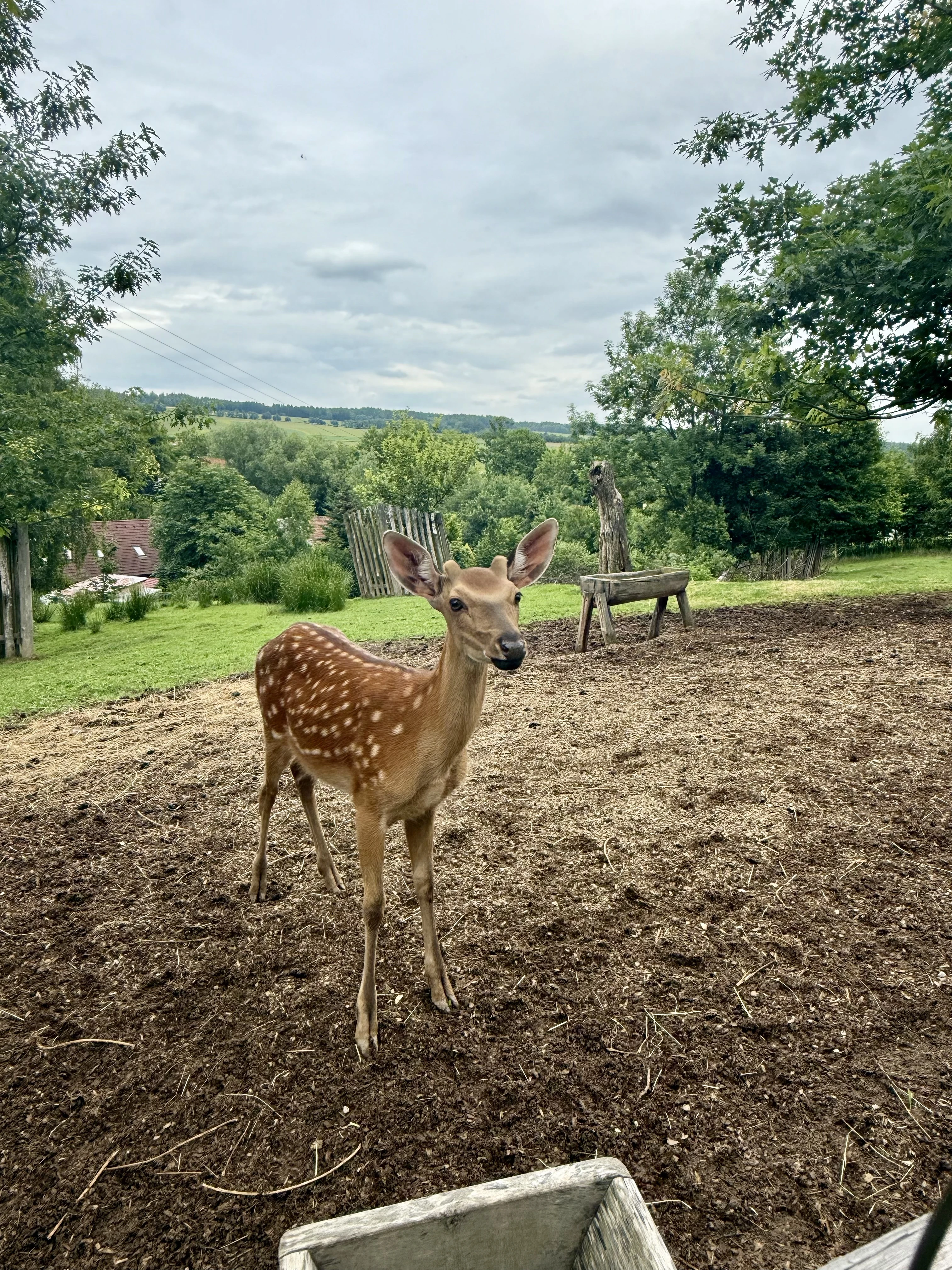 Prodej mláďat jelena sika Dybowského