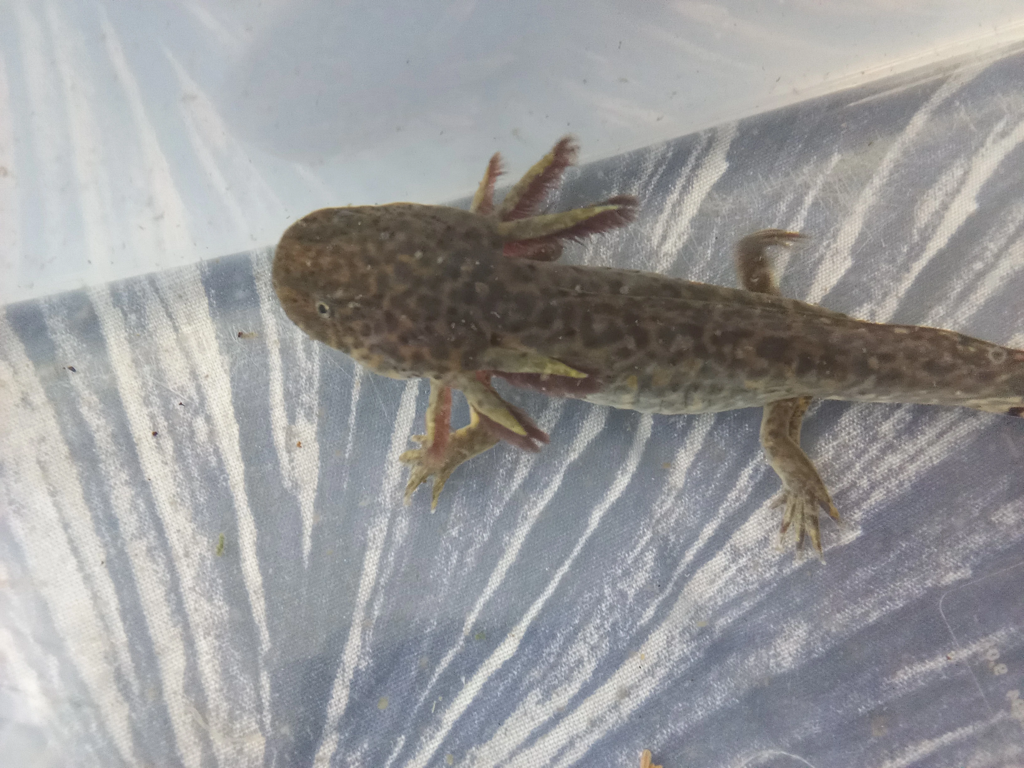 Axolotl