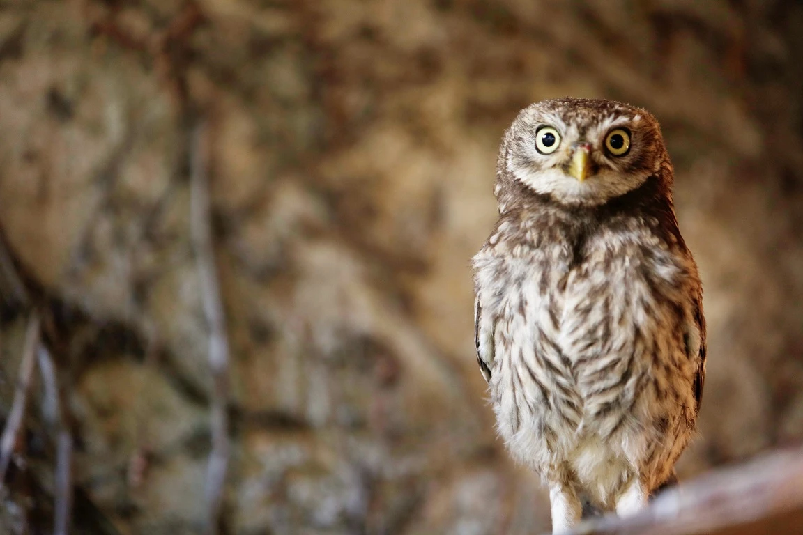 Prodám Sýčka obecného