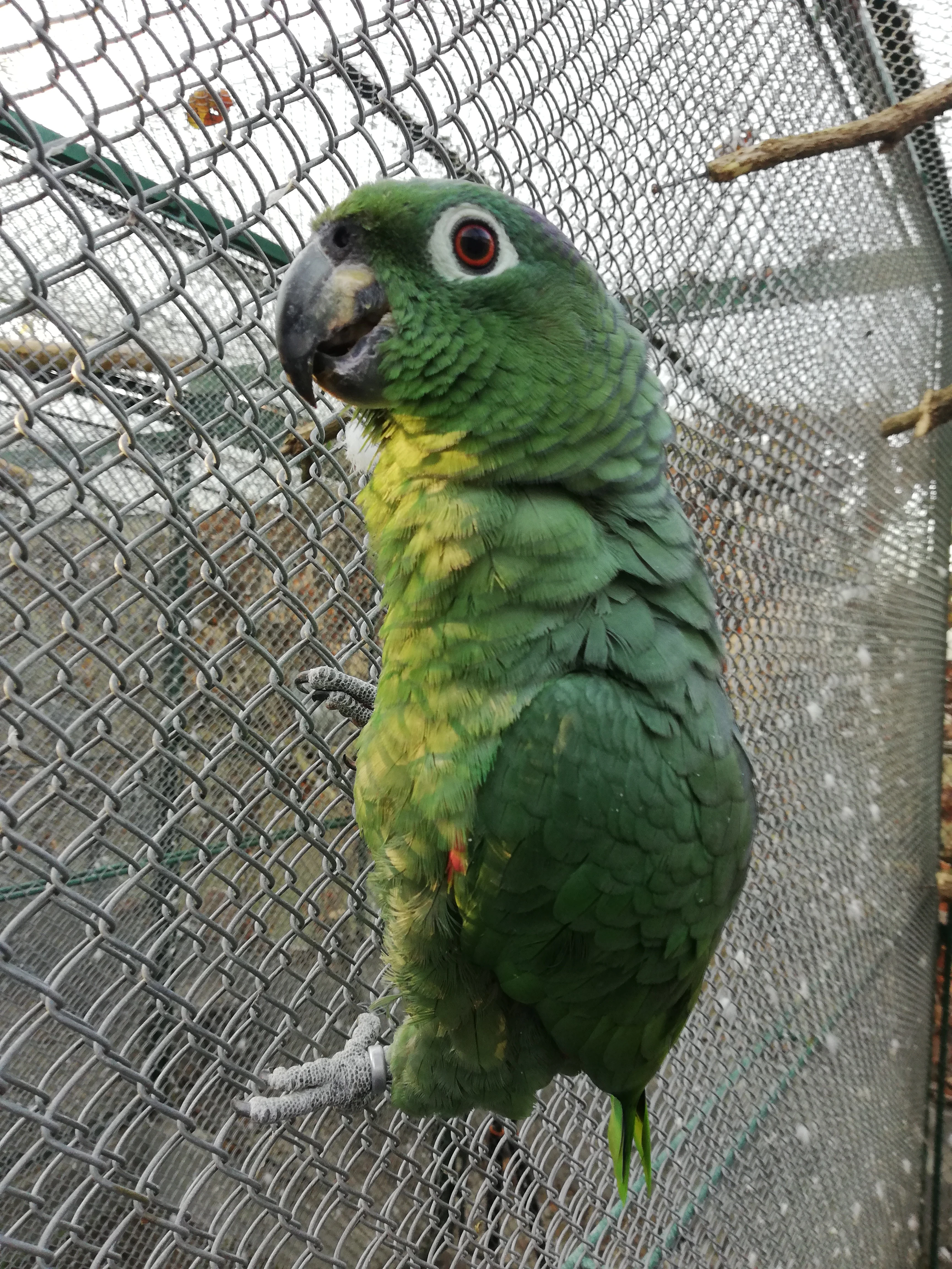 Amazoňan pomúčený