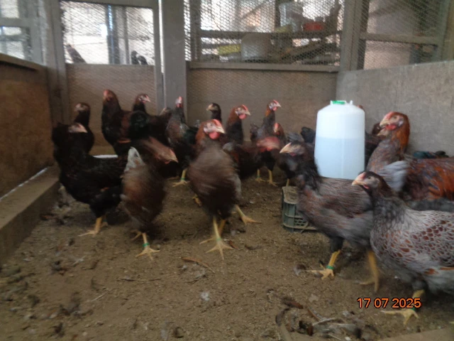 Wyandotky veľké zlaté čiernolemované