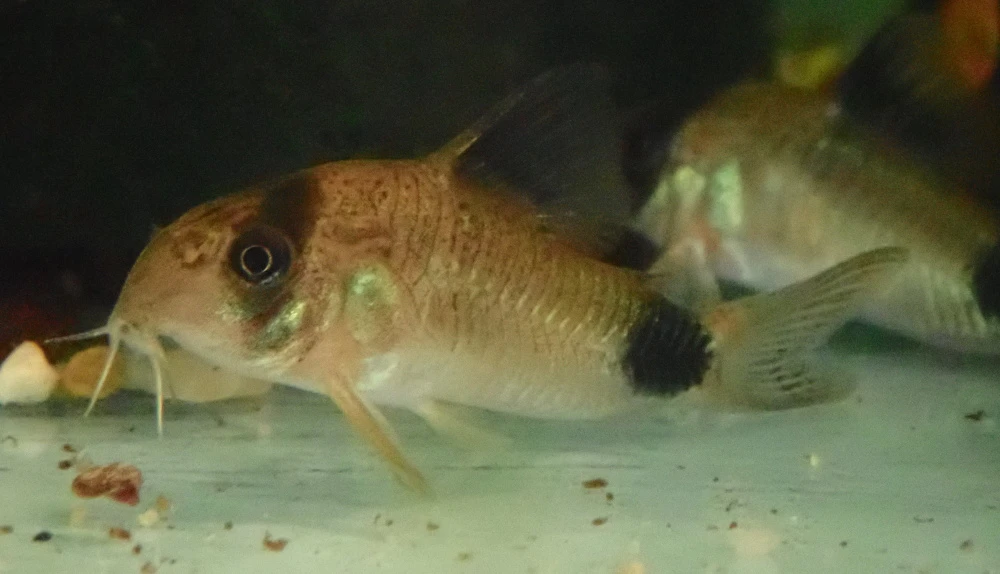 Pancéřníček panda