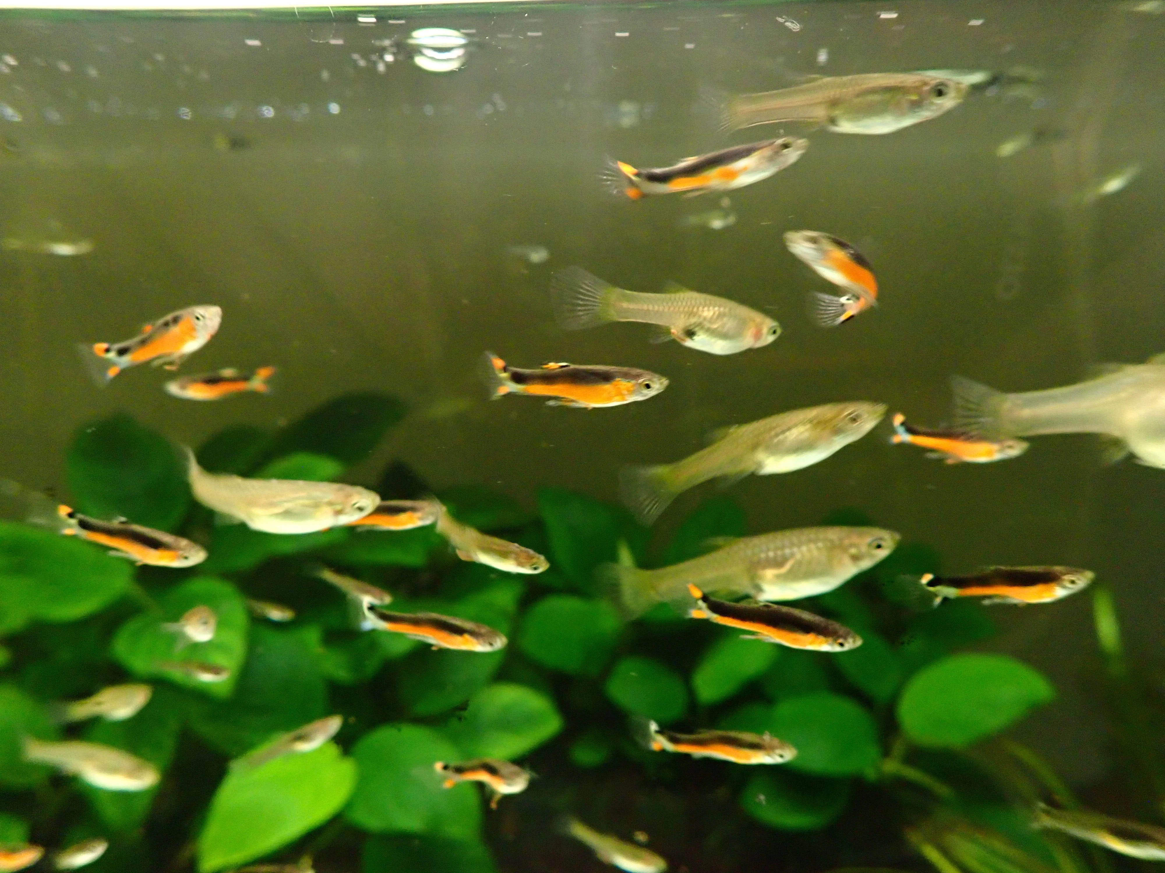 Živorodka wingeova Santa Maria