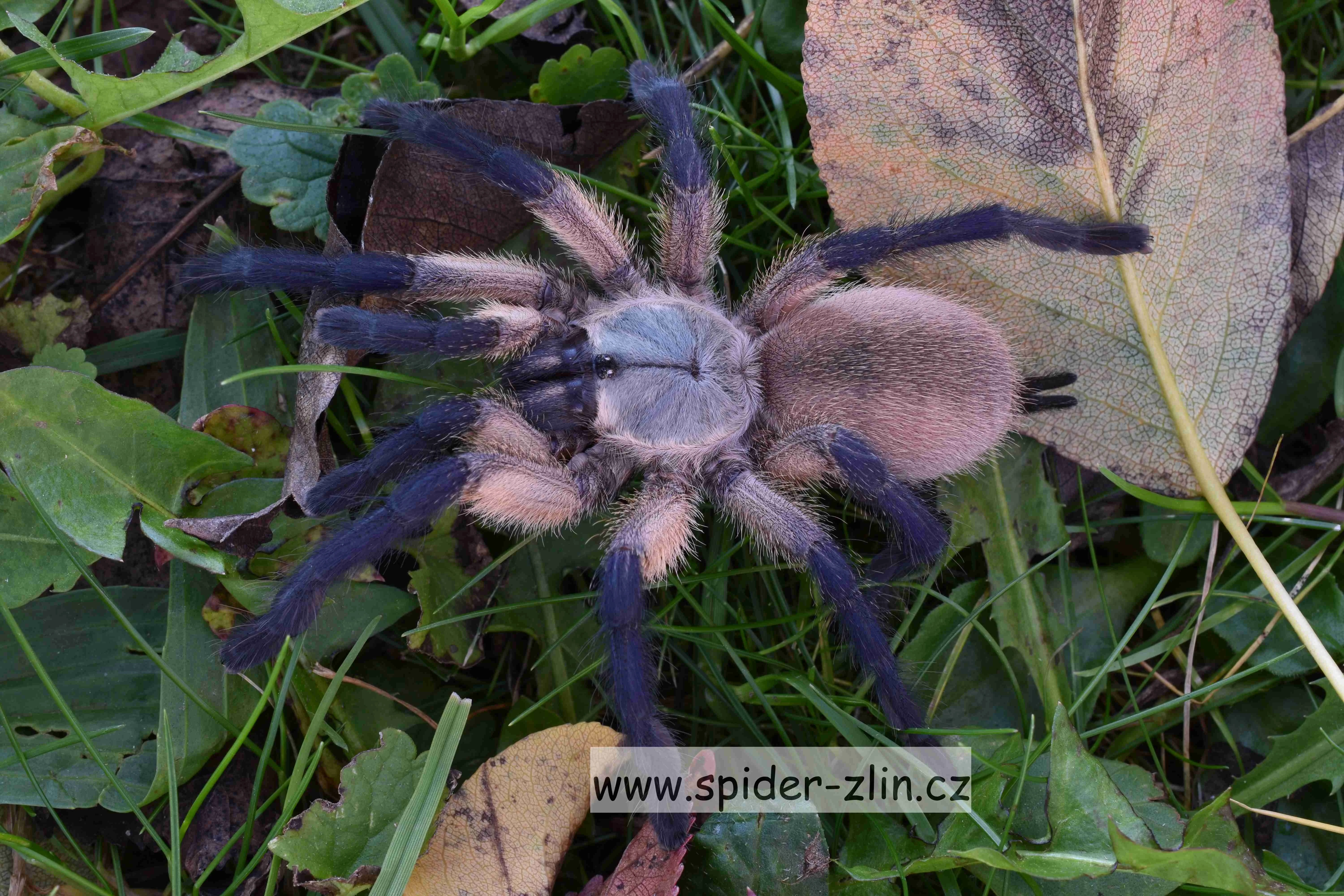 Samice P. victori, D.pentaloris, A. rufus, B. simoroxigorum a mnoho dalších ...