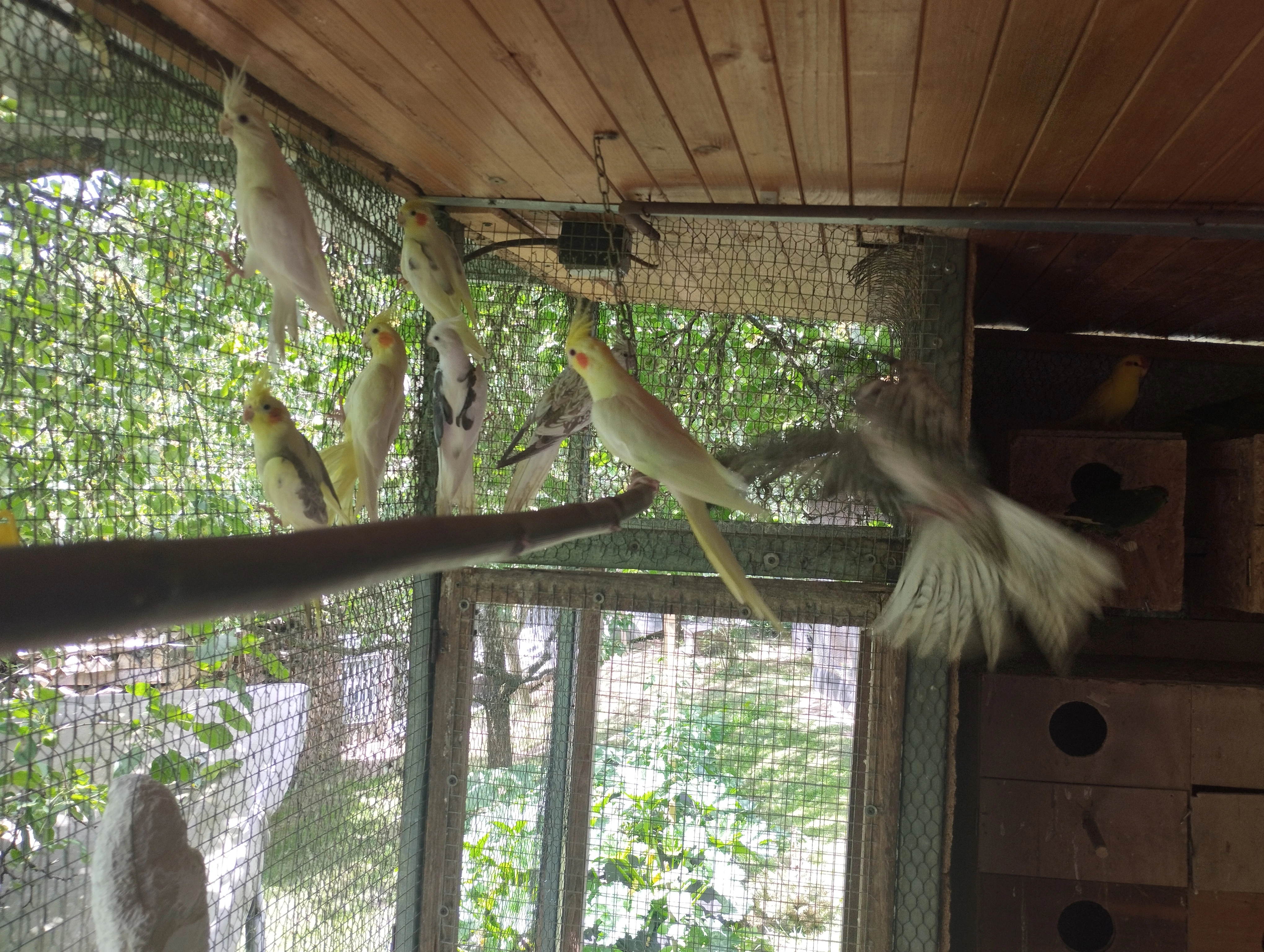 Prodám letošní korelky