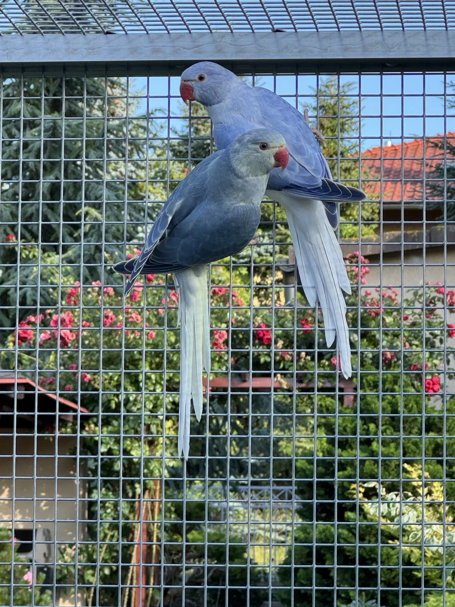 Alexandr malý opalin hlava ocas, aqua HO