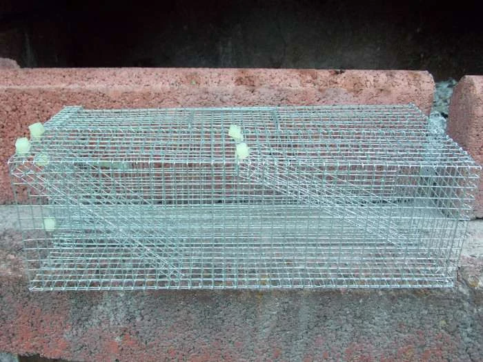 Pasti a sklopce  na škodnou