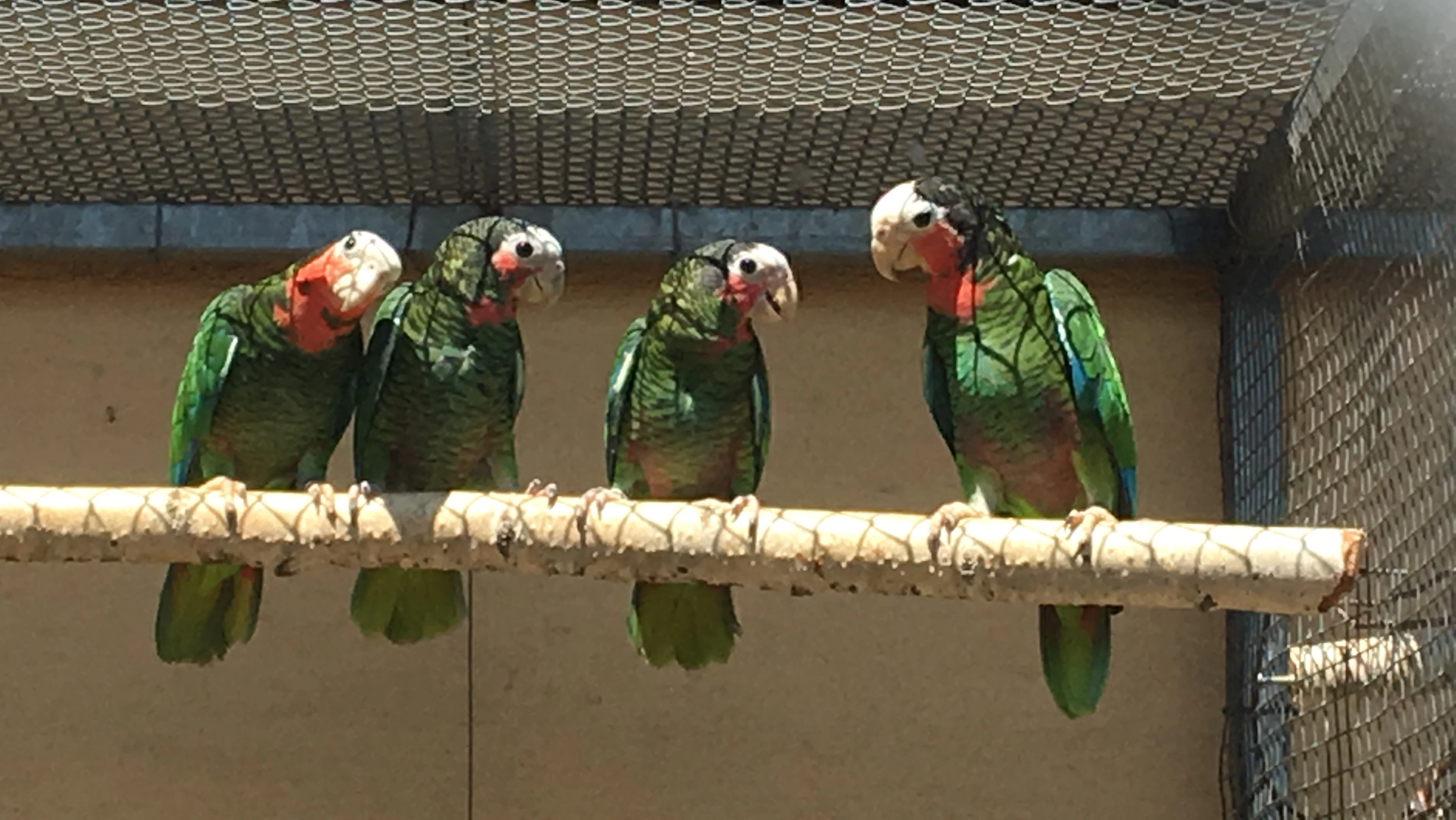 Amazoňan kubánský