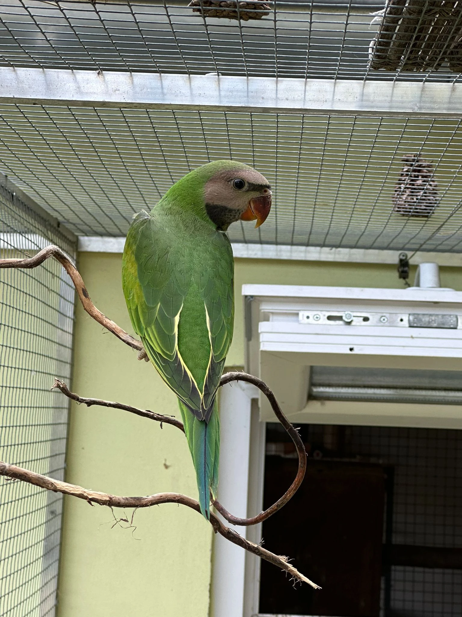 Prodám alexandra vousatého