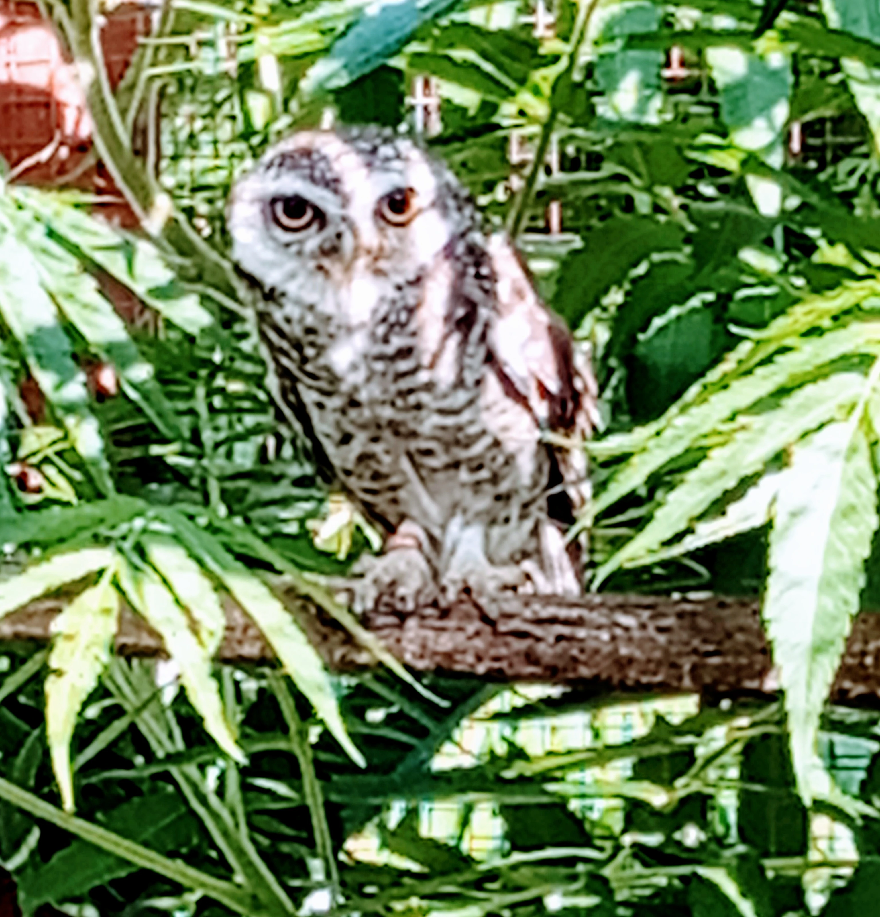 1,0 Sýček brahmínský