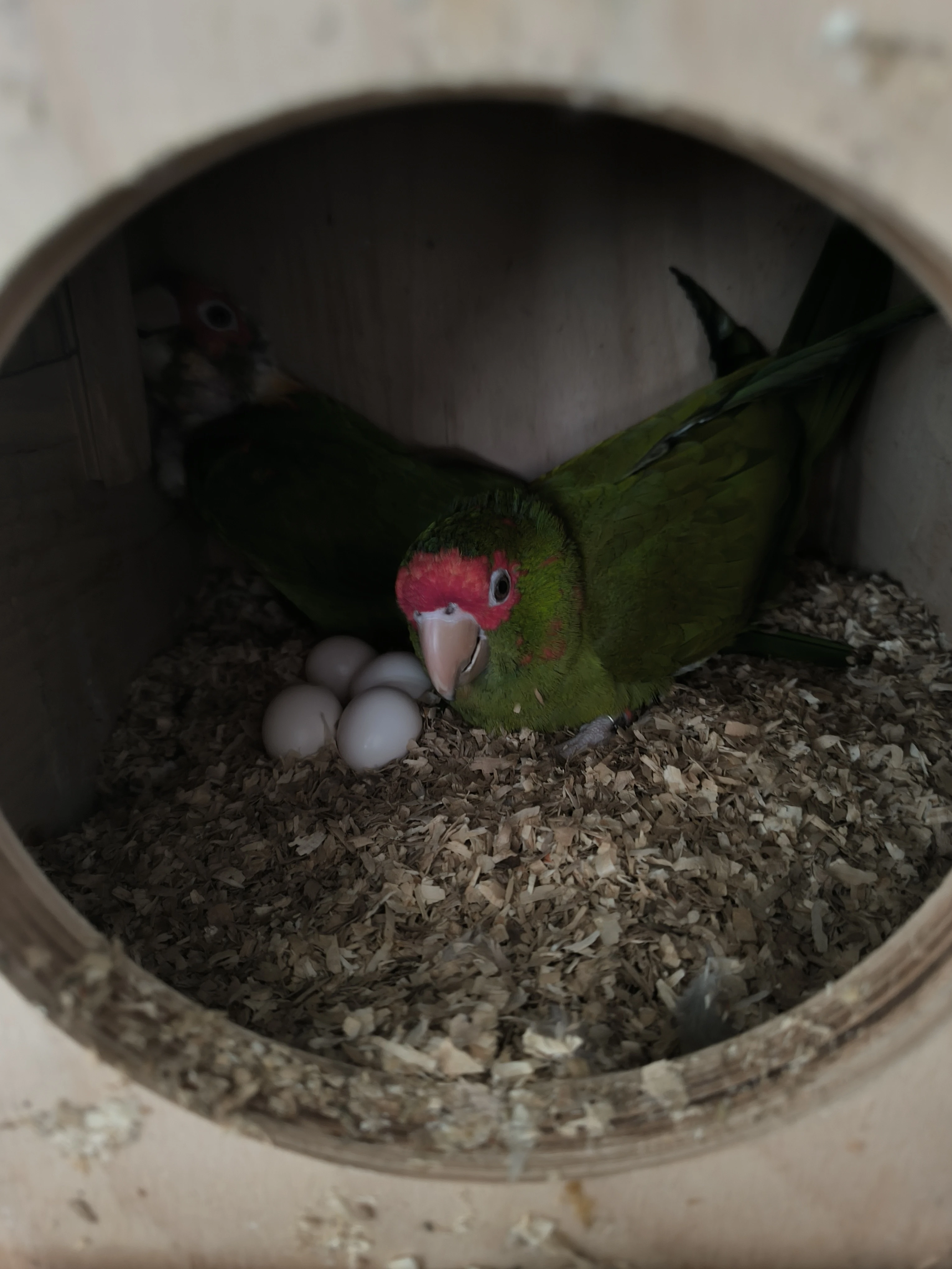 Koupím Aratinga škraboškový samce