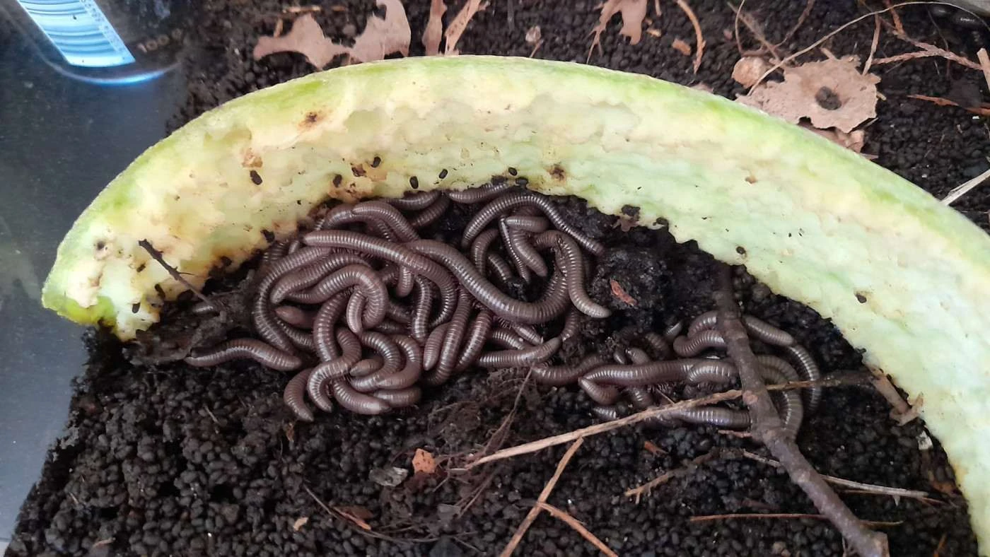 Mnohonožka Telodeinopus aoutii