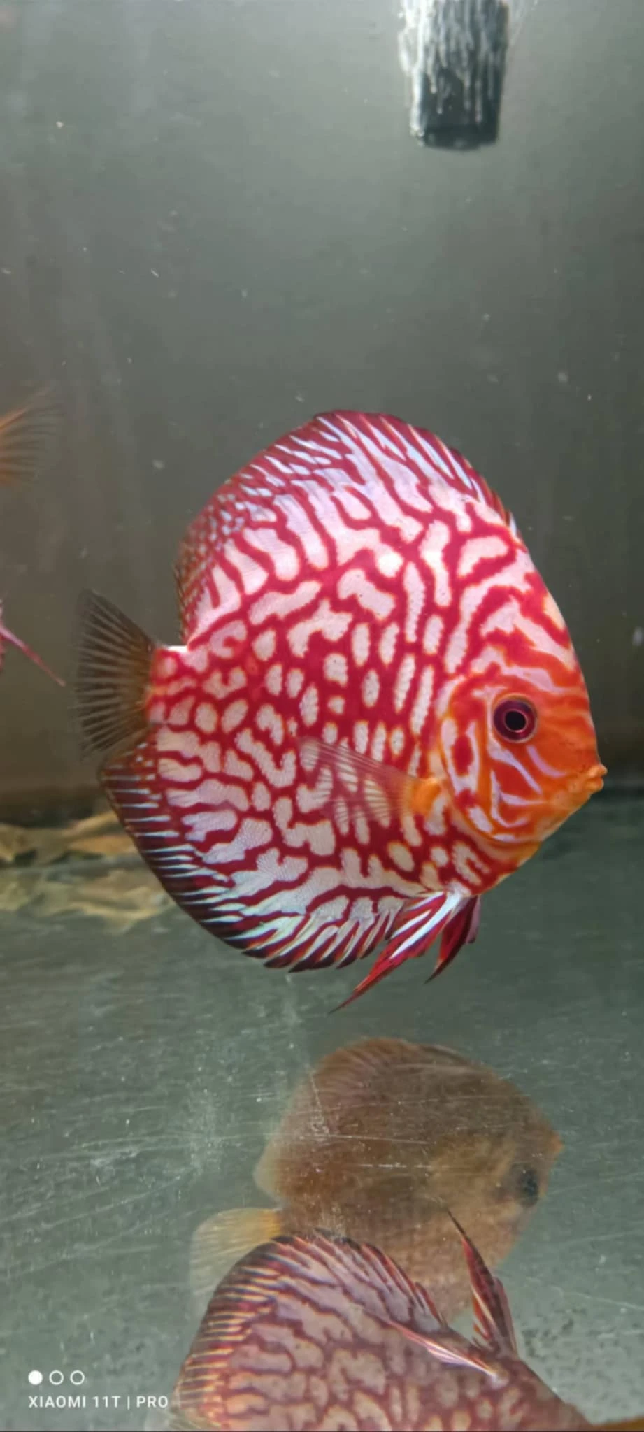 Terčovce terčovci terčovců discus terčovec