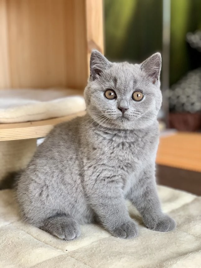 Exkluzivní britská koťátka v barvách modrá a lilac