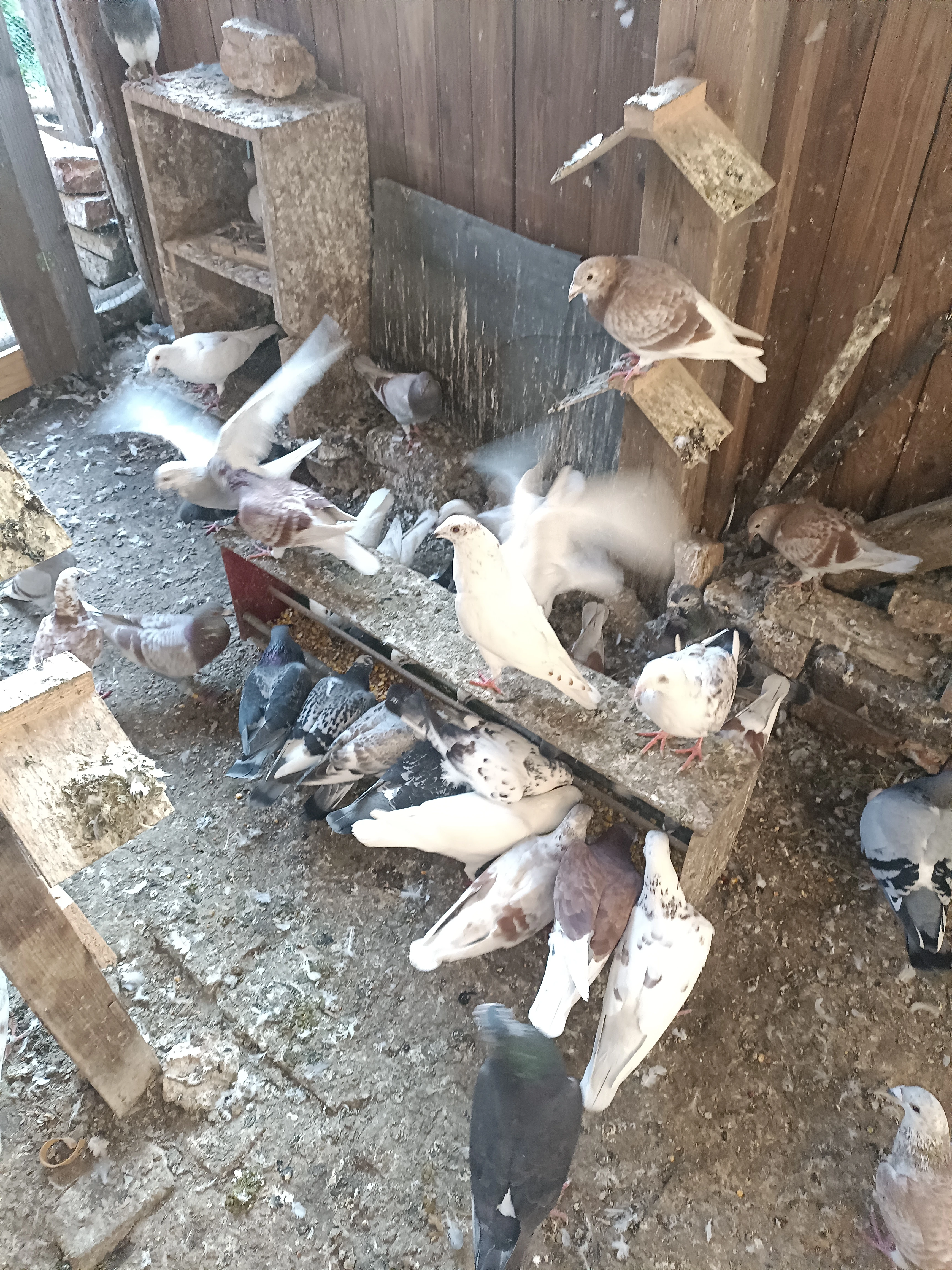 Prodám poštovné holubátata