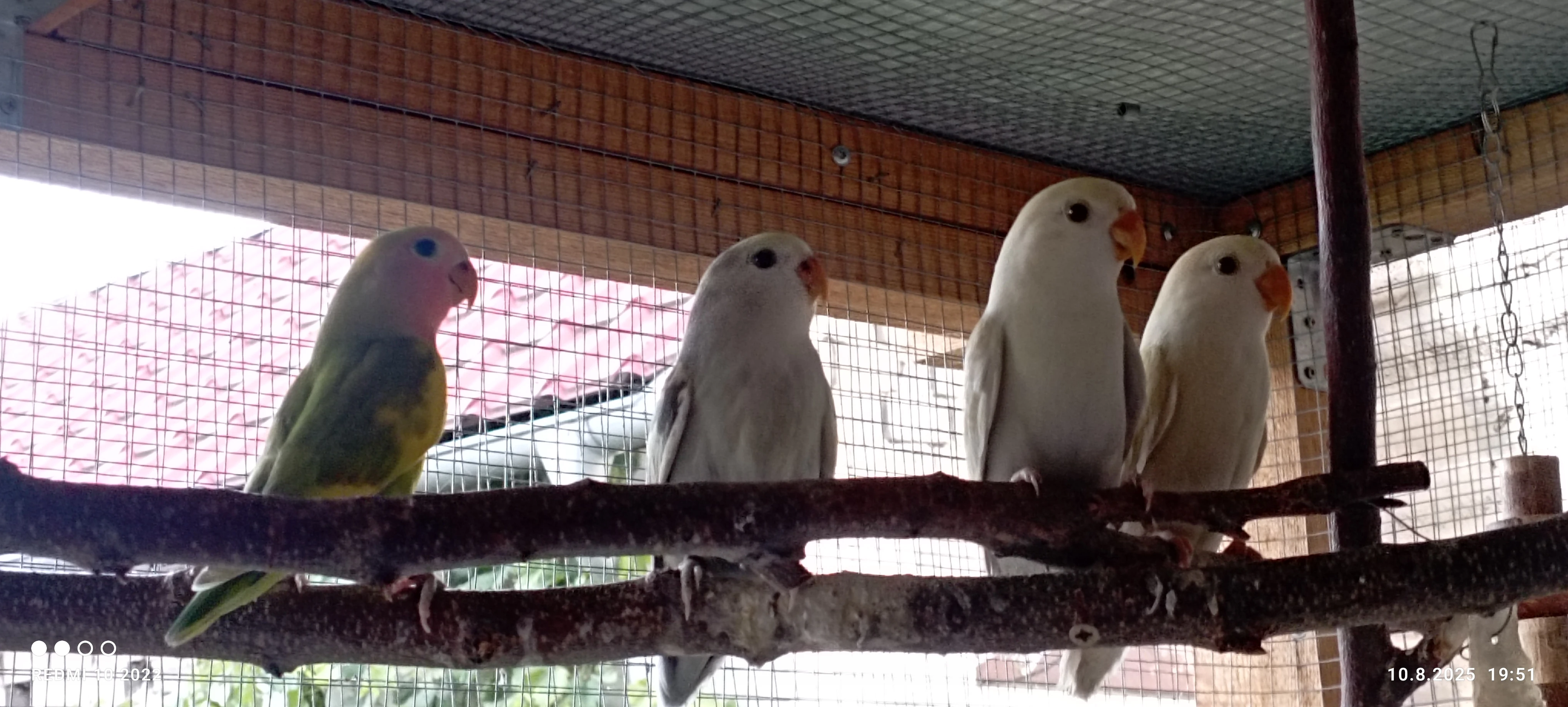 Agapornis růžohrdlý