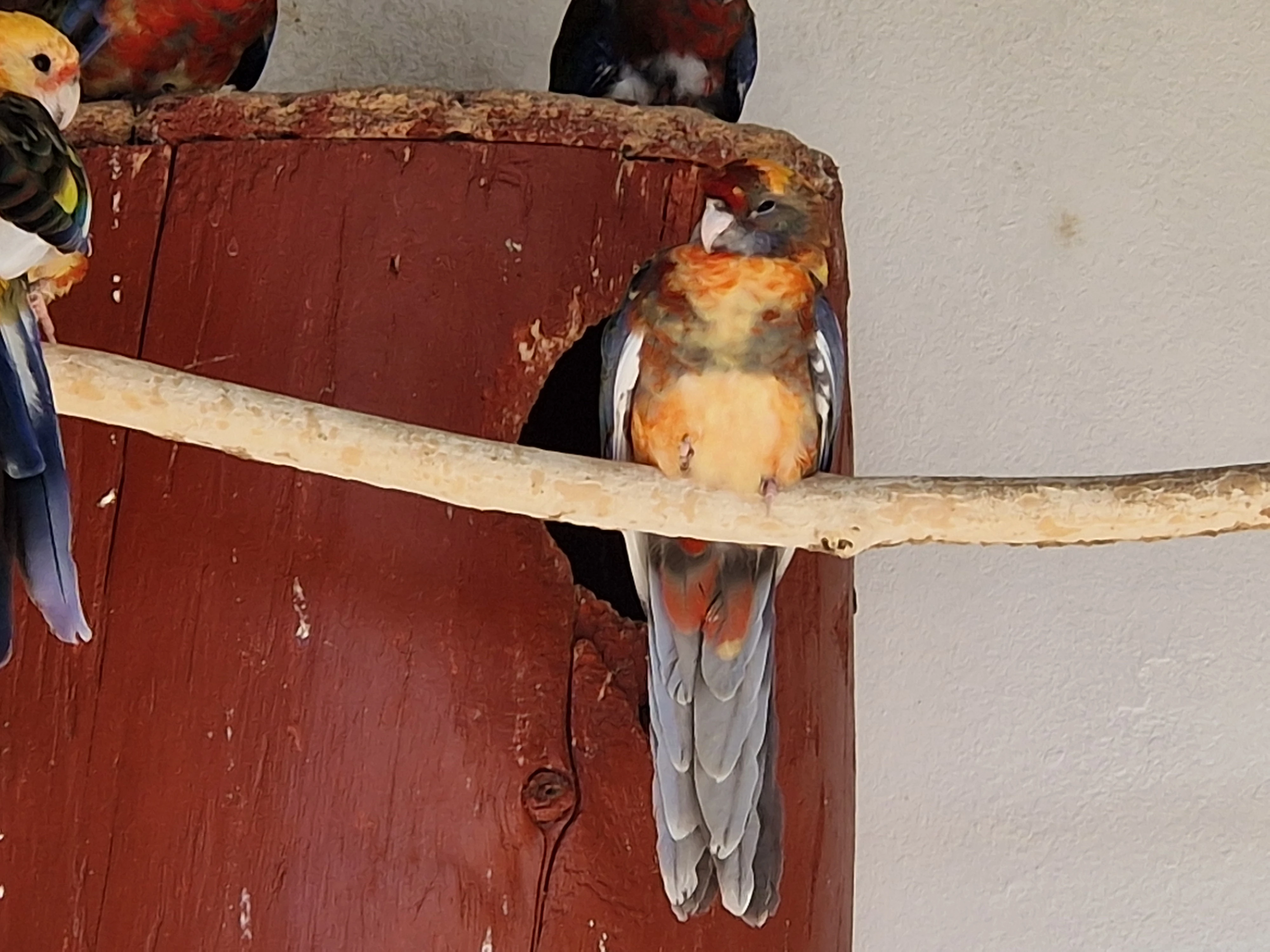 Penant straky a pomeranč straky