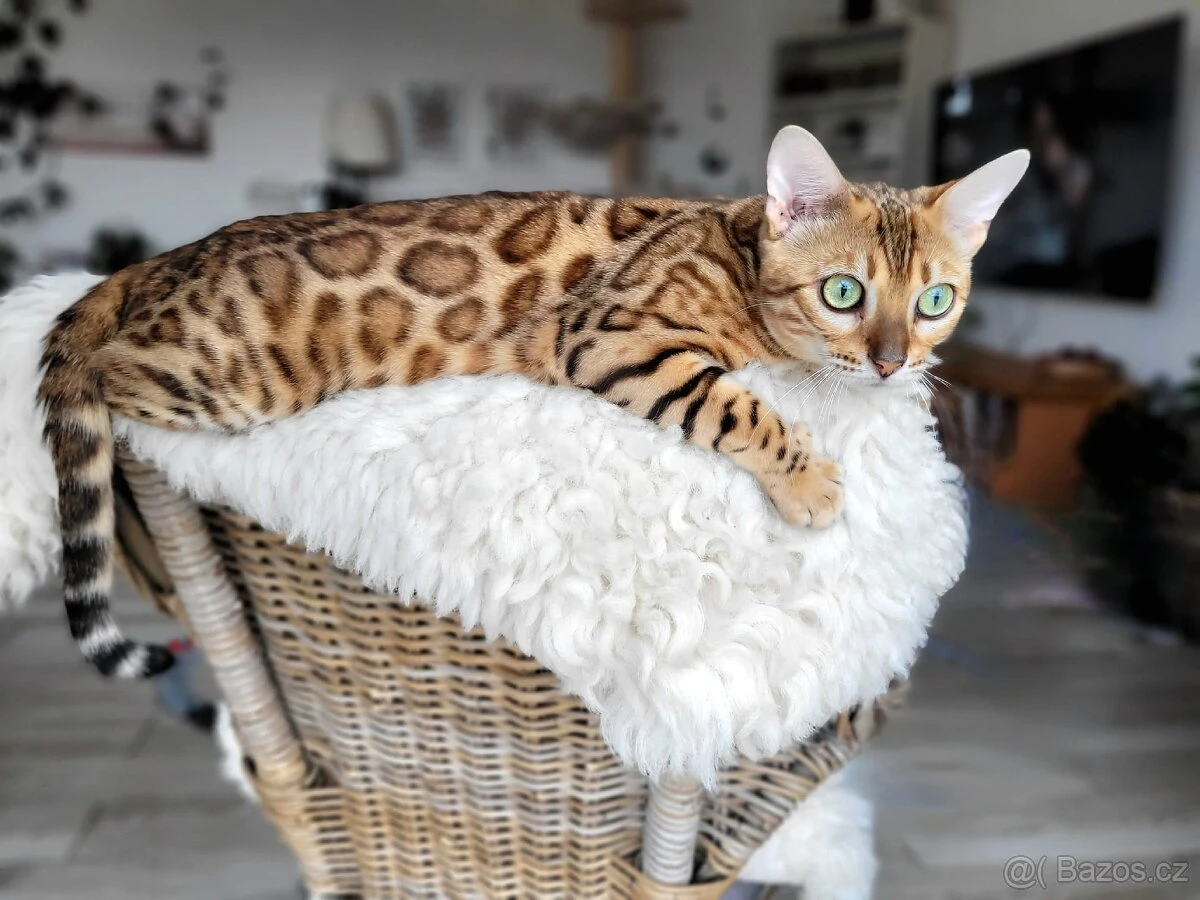 Bengálská kočka
