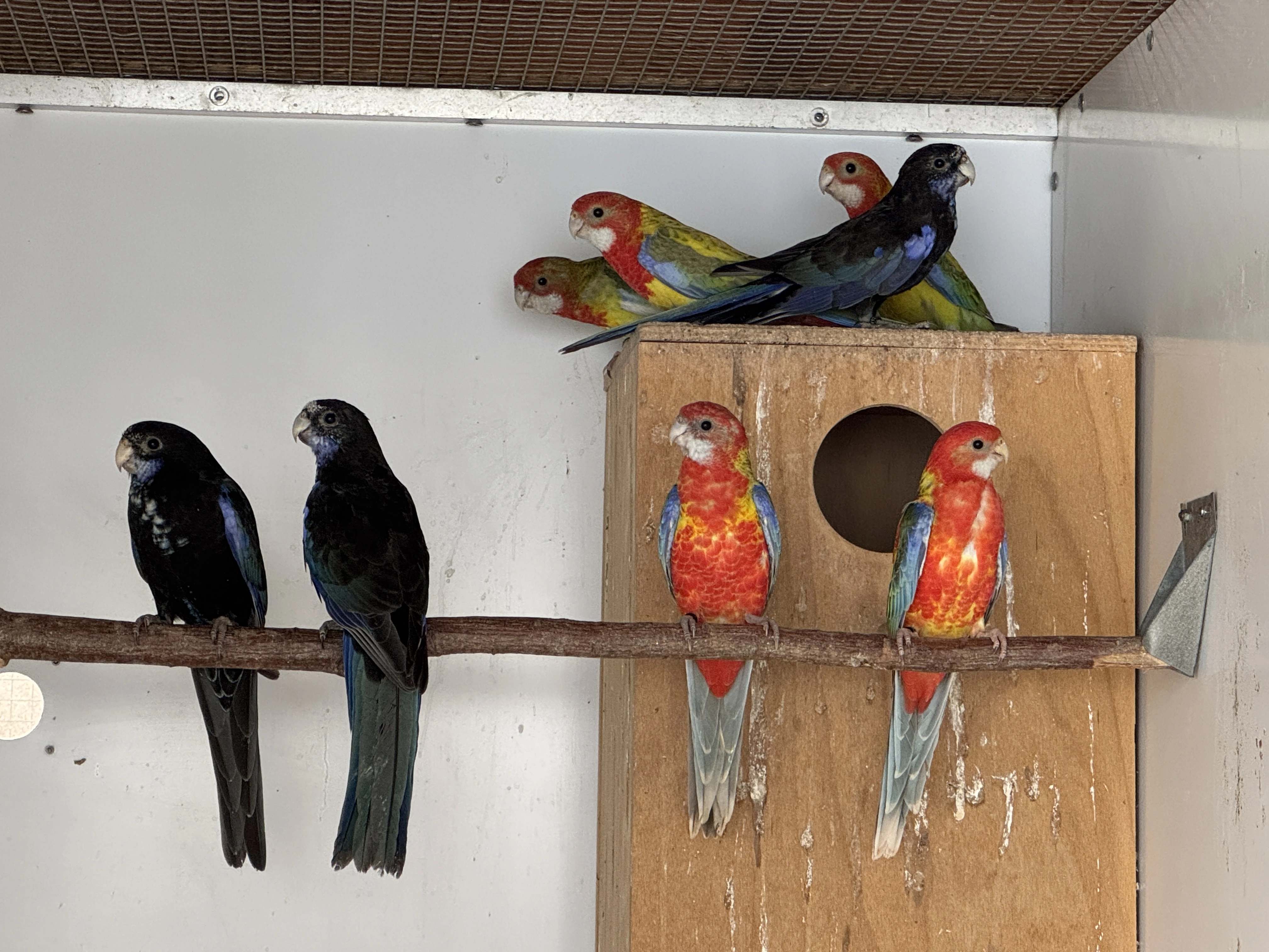 Rosela pestrá - Černomodrá, Černá na modré, Modré na černé, štěpáky