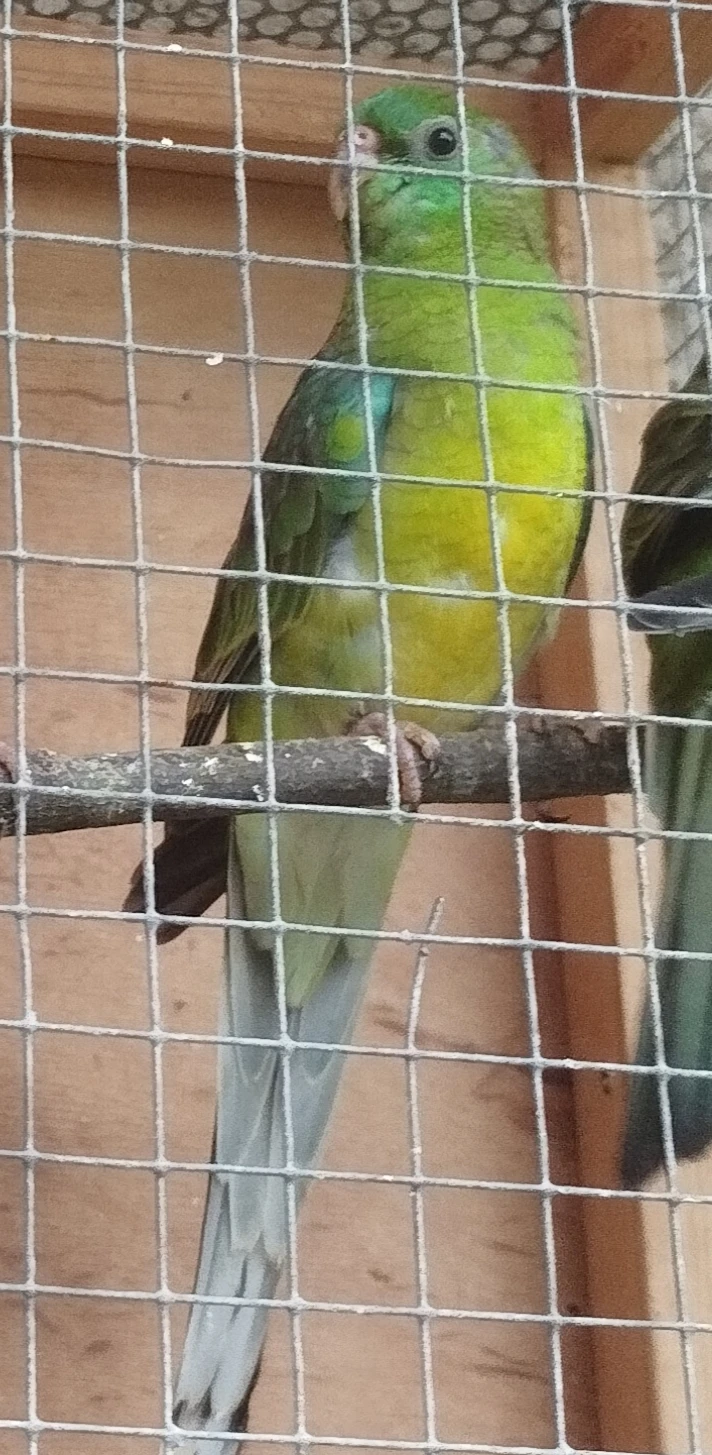 Prodám papouška Zpěvavého