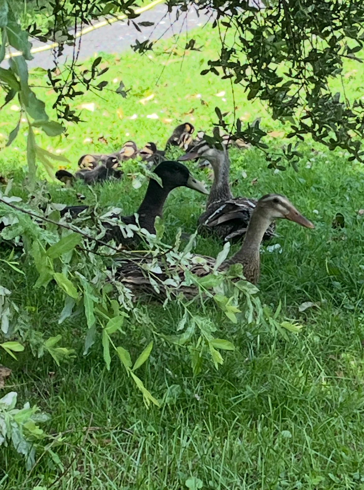 Indický běžec - k odběru