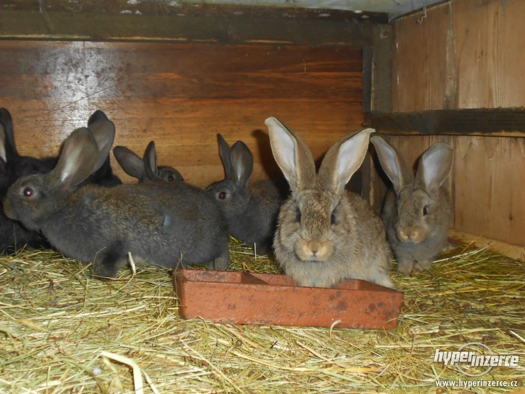 Prodám zakrslé králíčky.