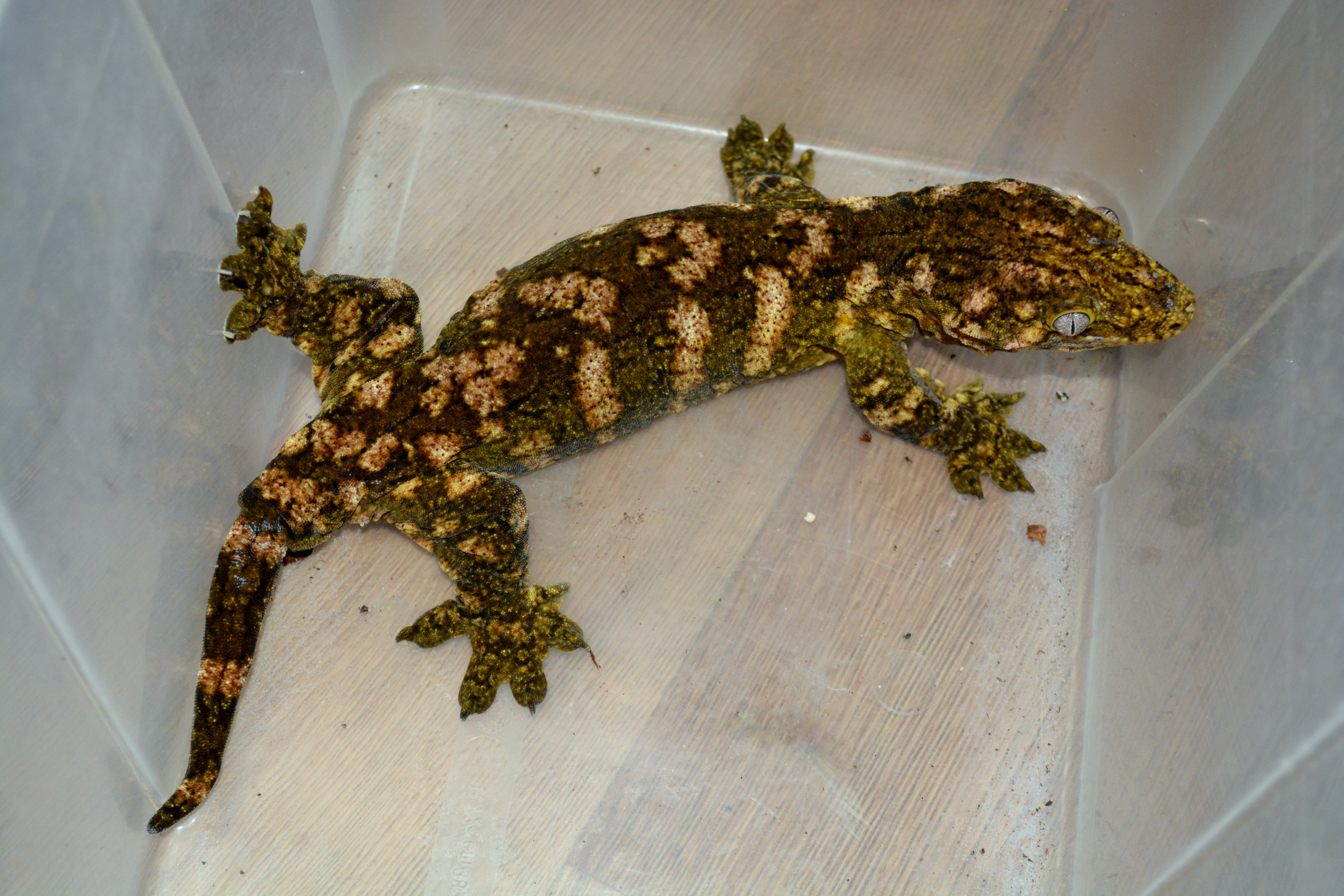 Rhacodactylus leachianus Mt. Koghis