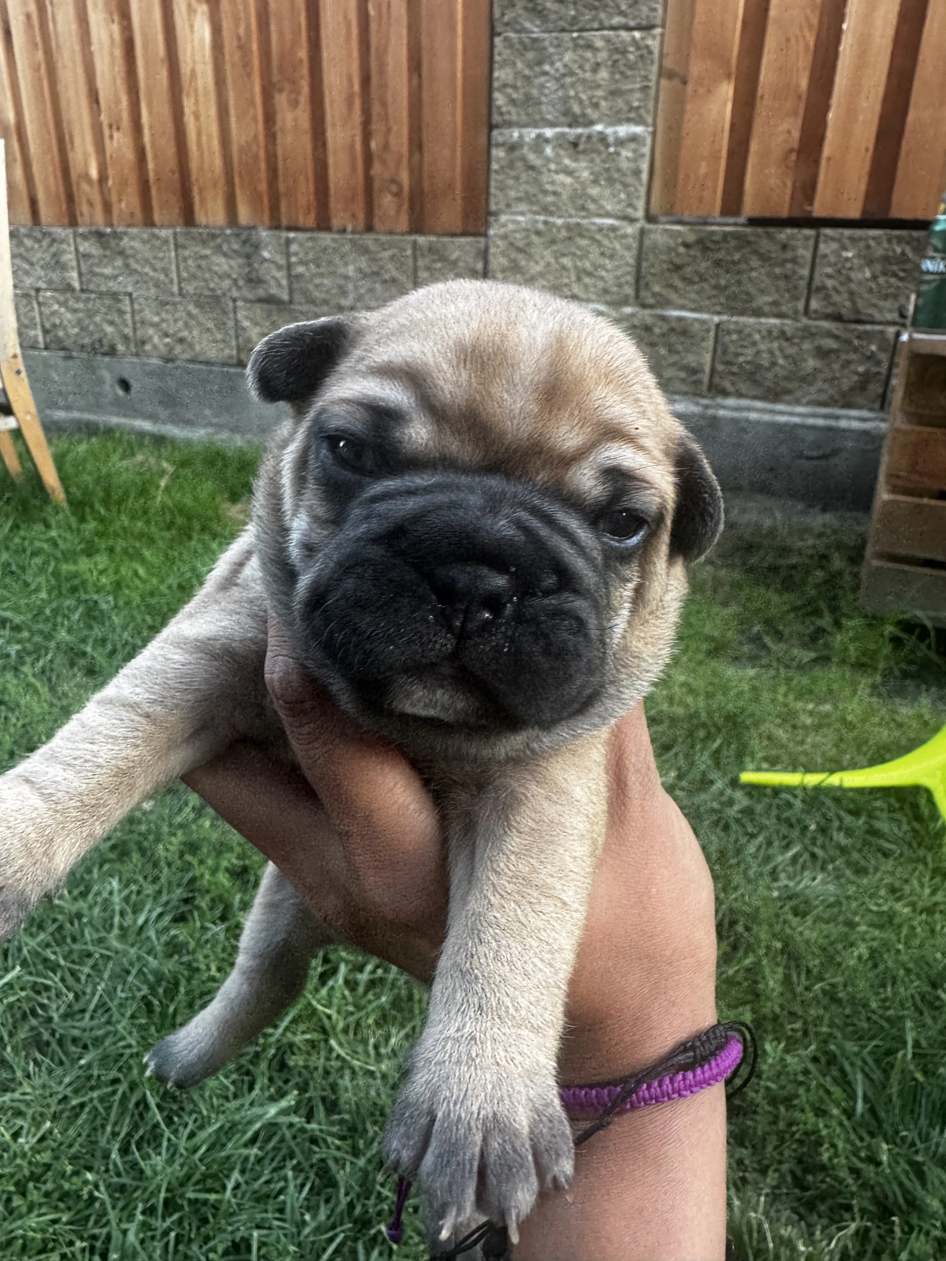 Francouzsky buldoček