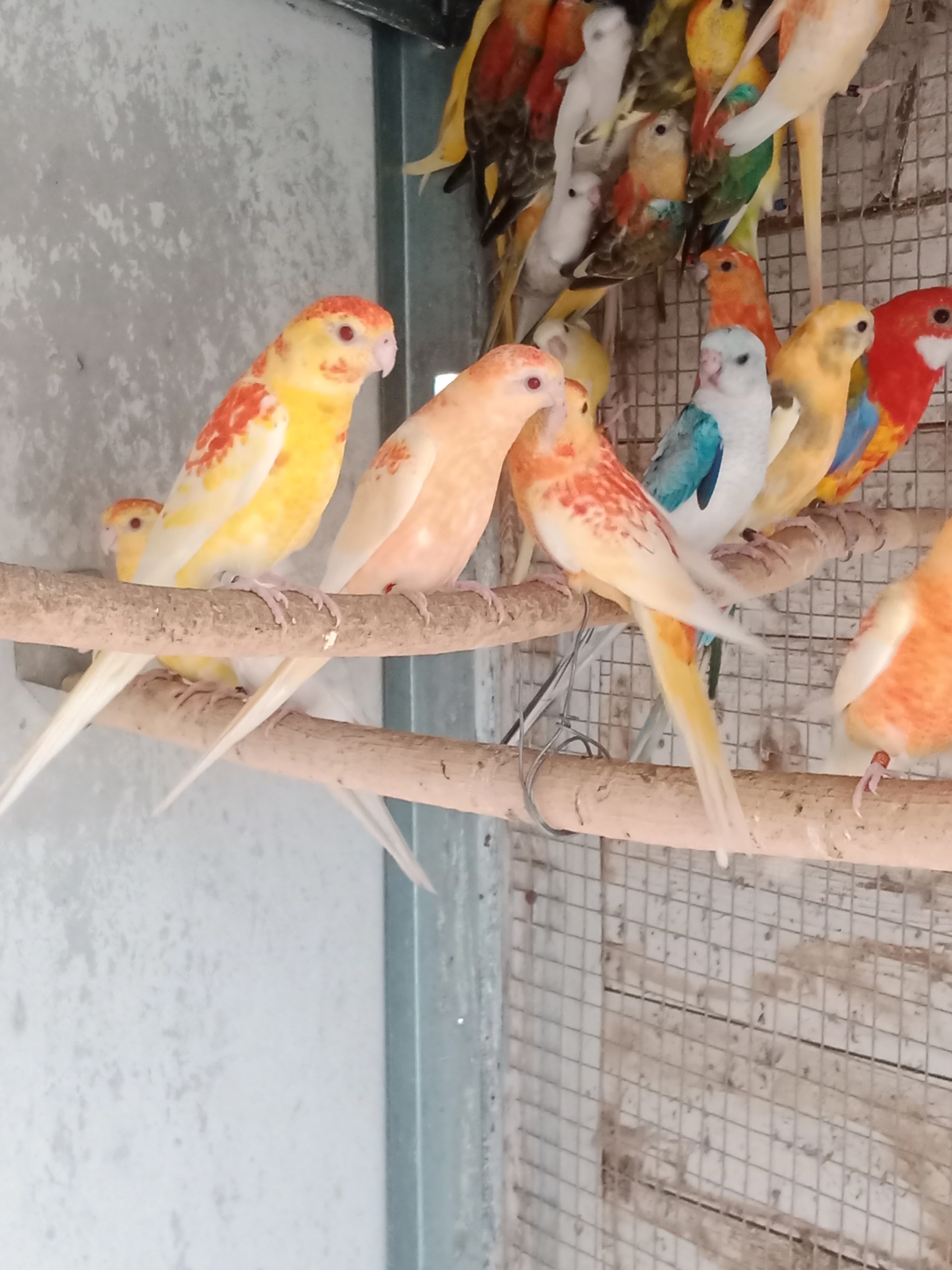 Papoušek zpěvavý mutace