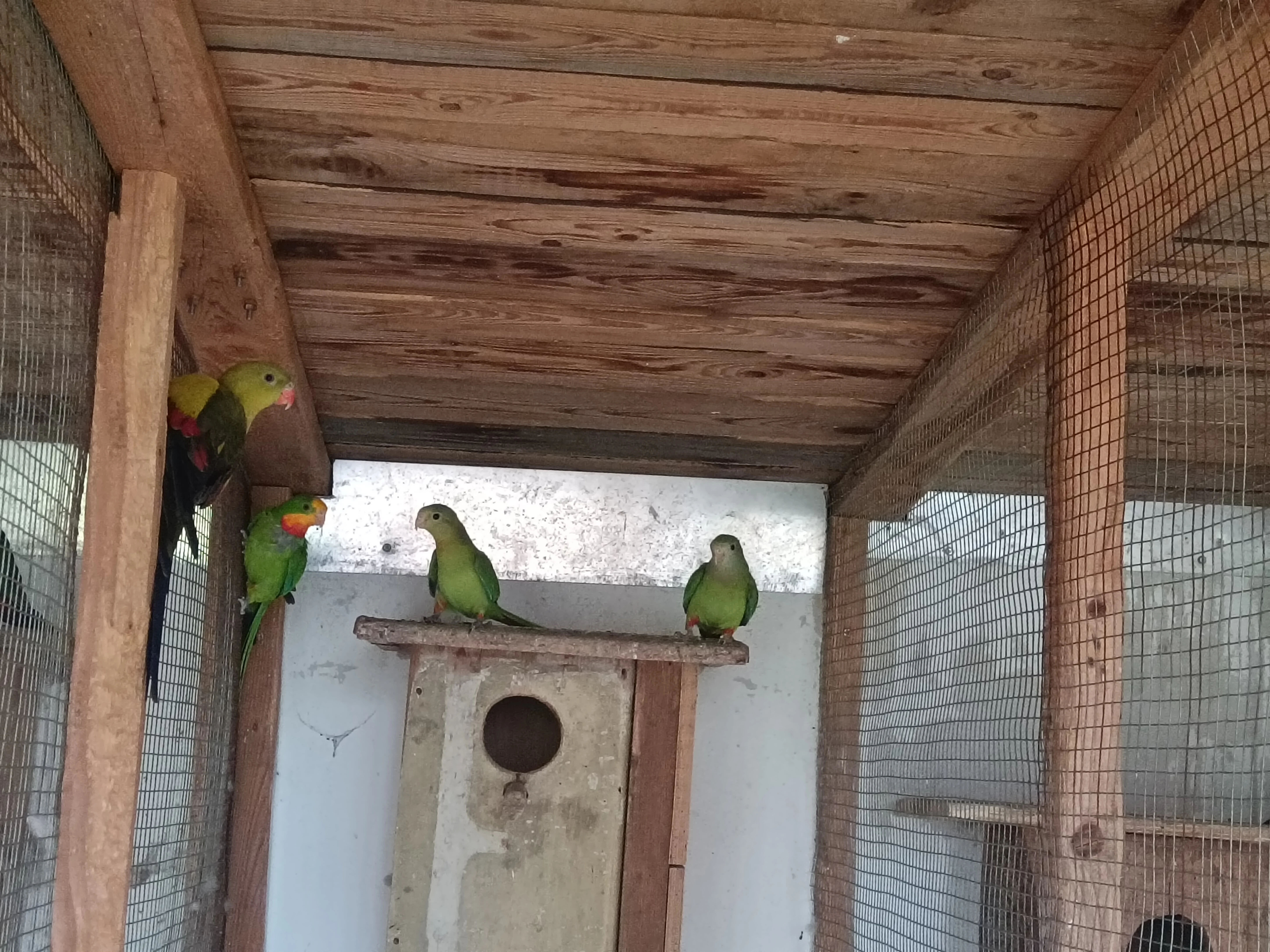 Papoušek nádherný