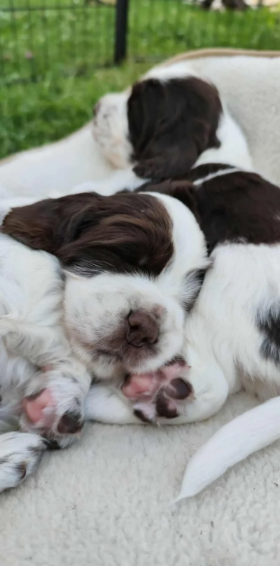 Štěně anglického špringršpaněla