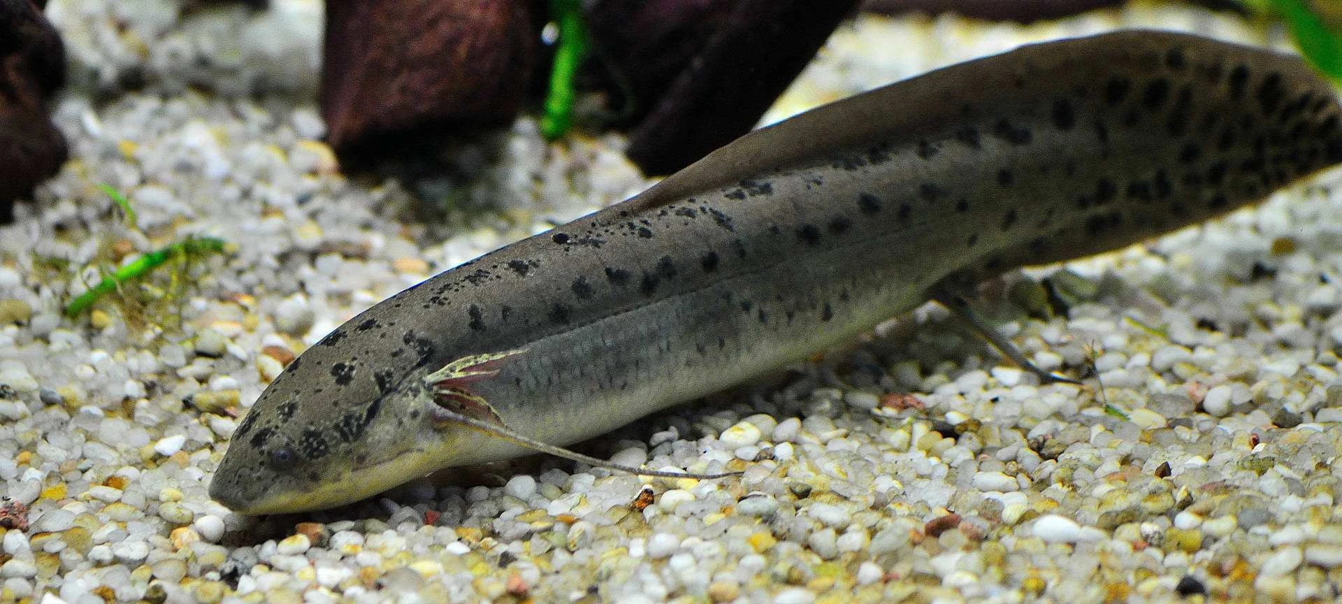 Bahník západoafrický